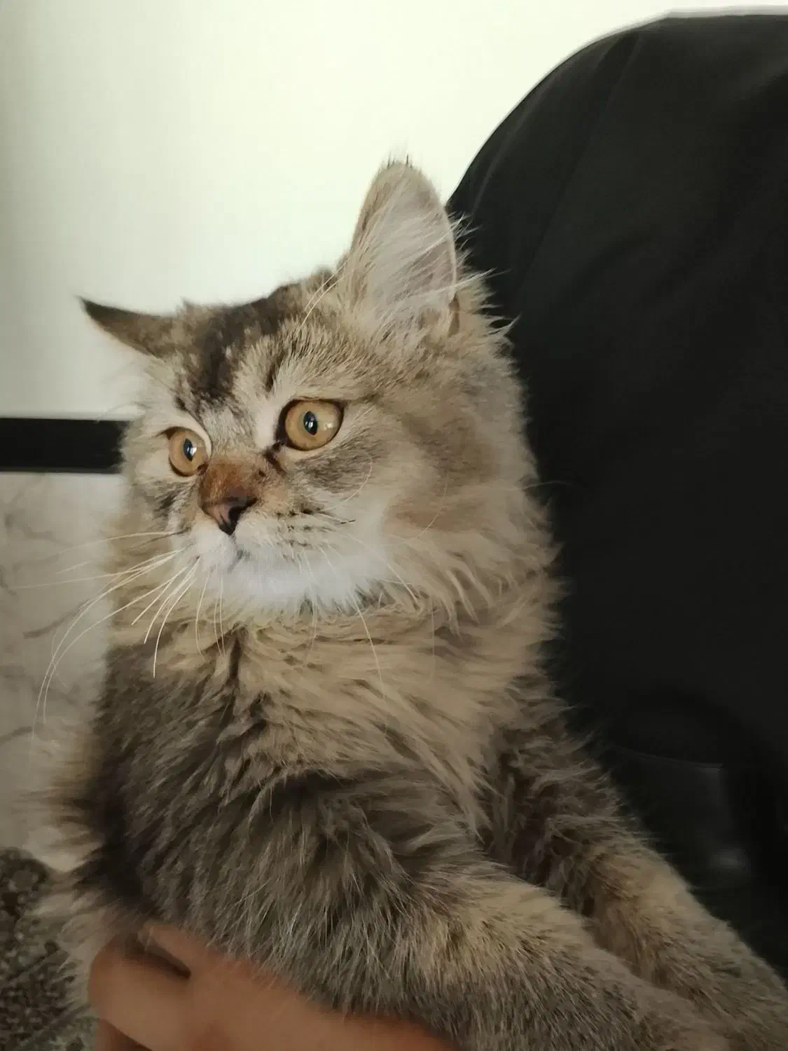 گربه اسکاتیش|گربه|سنندج, |دیوار