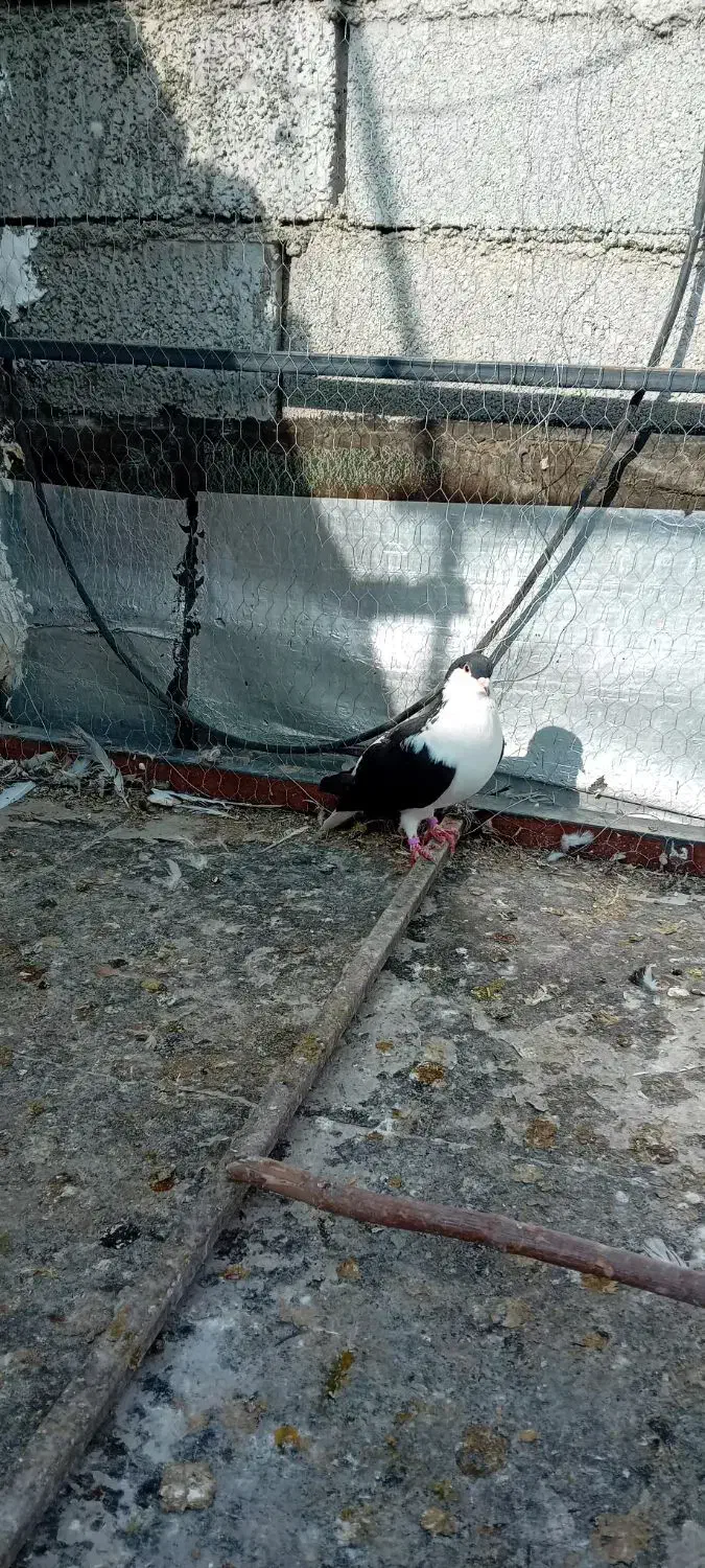 چند عدد کبوتر ارزش داره|پرنده|ماهدشت, |دیوار