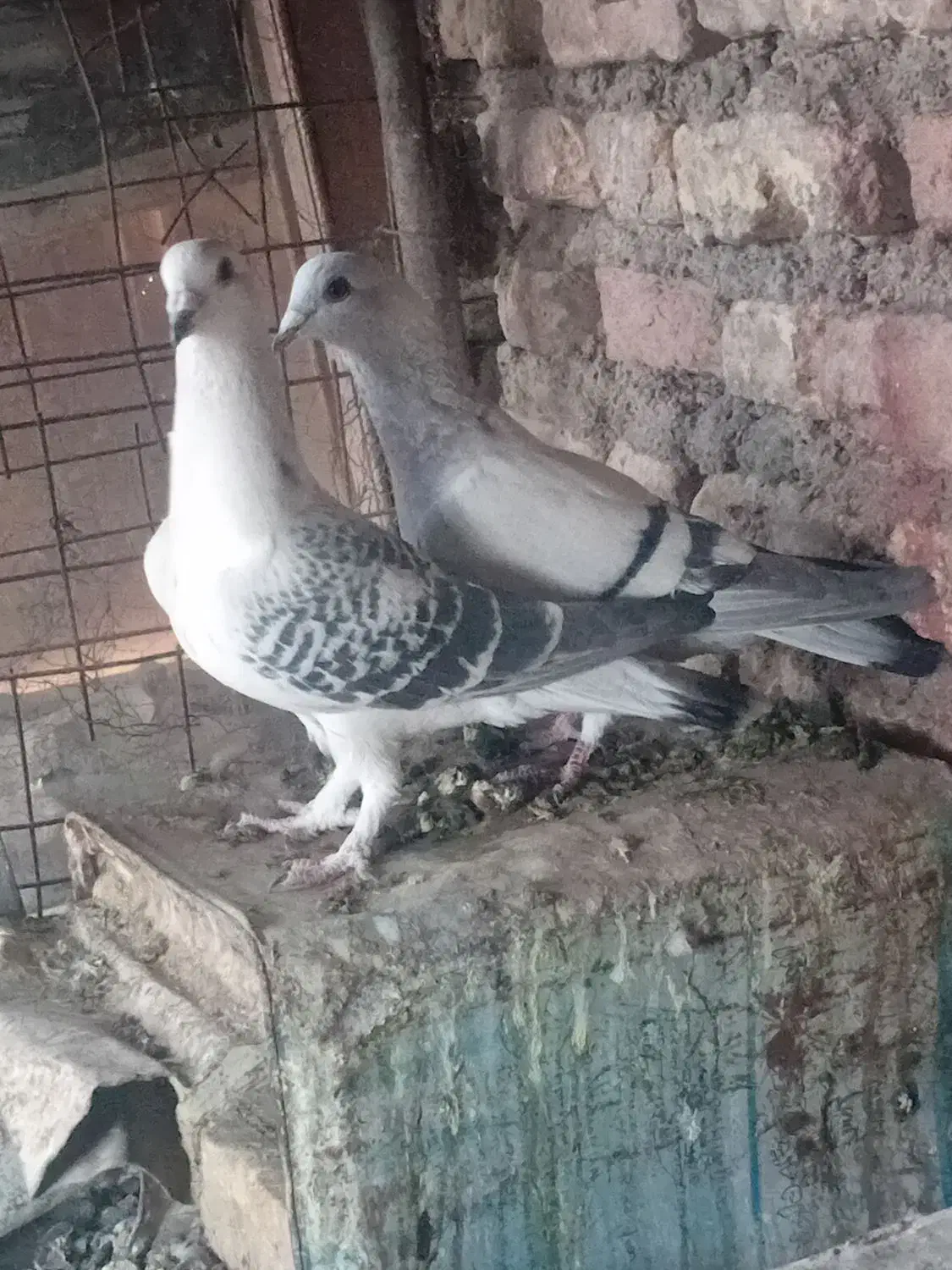 جفت بدرنگ|پرنده|بردسیر, |دیوار