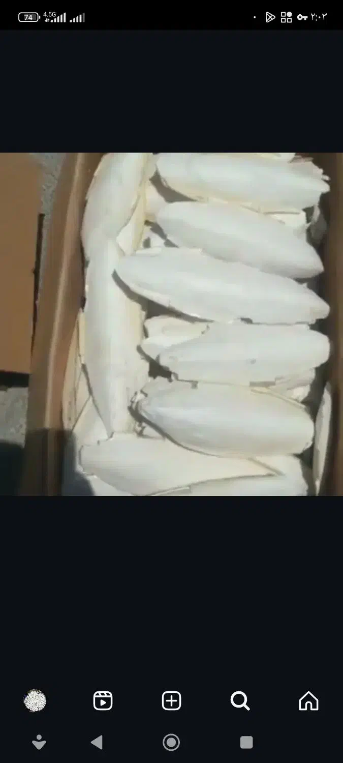 کف دریا|عمدهفروشی|بوشهر, |دیوار