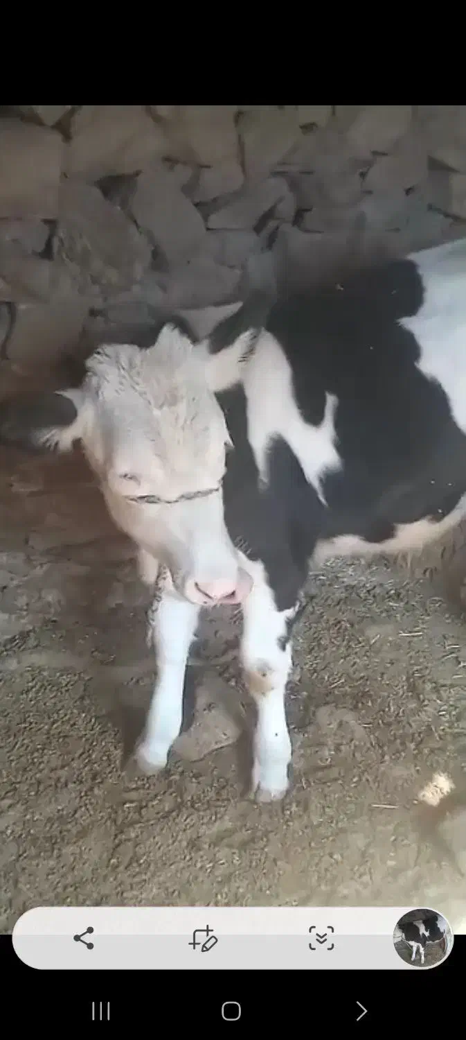 گوساله فروشی|حیوانات مزرعه|بازفت, |دیوار