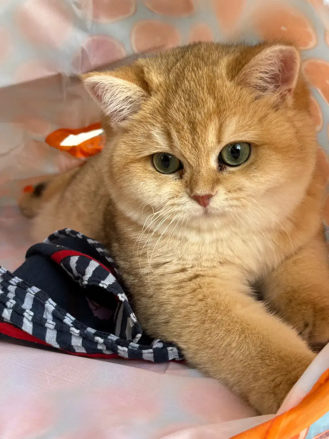 یه مثقال طلای بریتیش|گربه|تهران, دزاشیب|دیوار