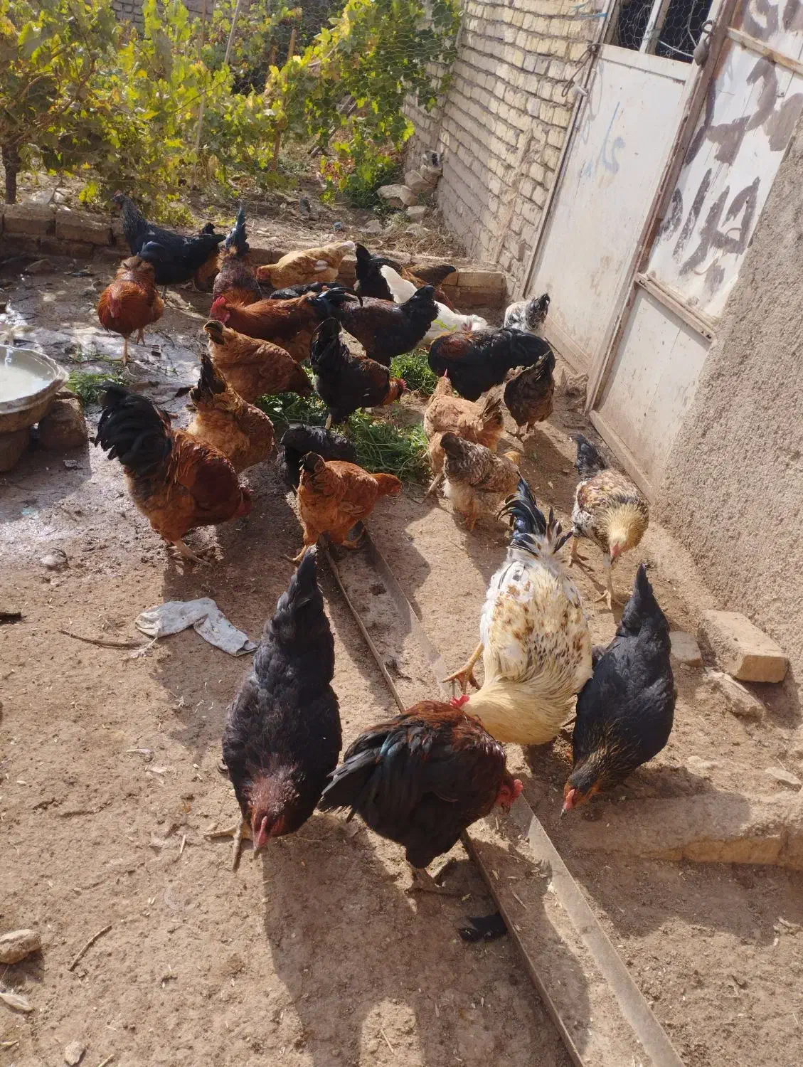 خروس مرغ بوقلمون اردک نر|حیوانات مزرعه|بشاریات, |دیوار