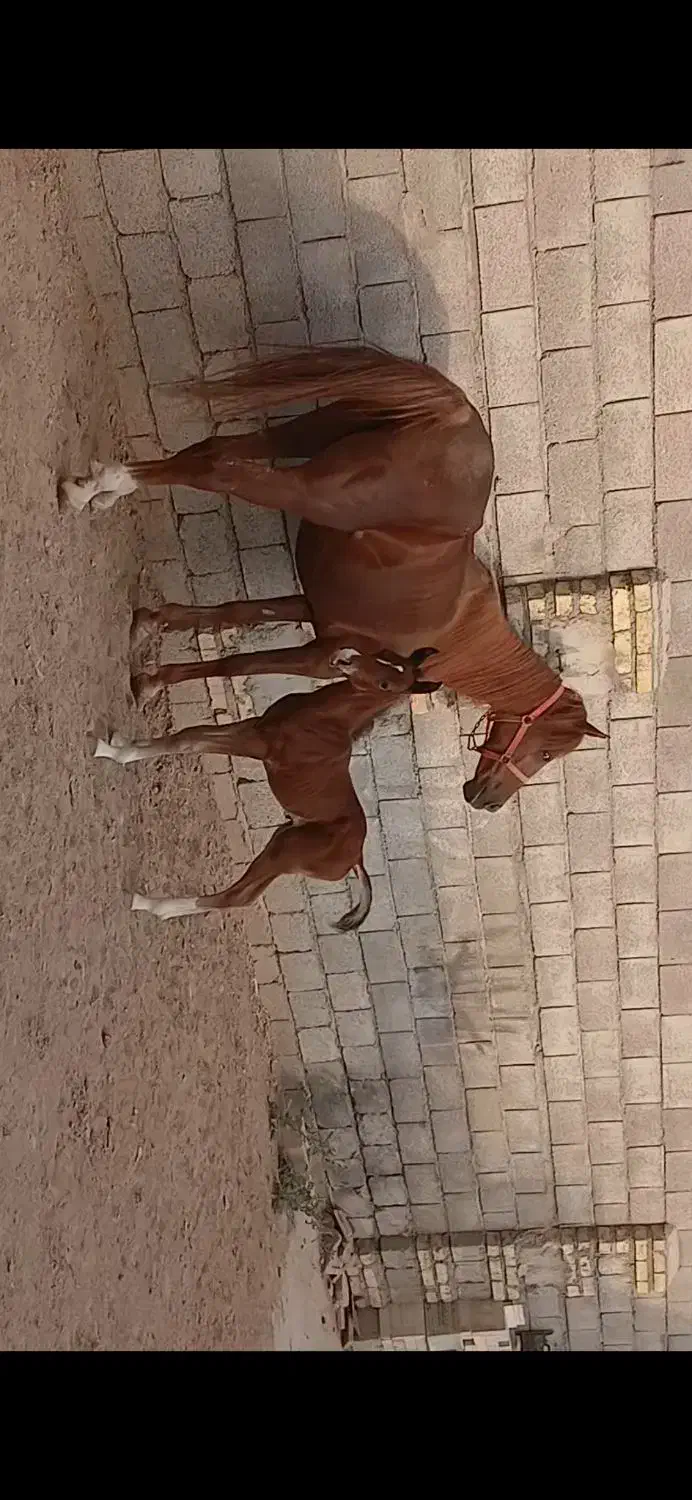 اسب|اسب و تجهیزات اسبسواری|اسلامآباد غرب, |دیوار