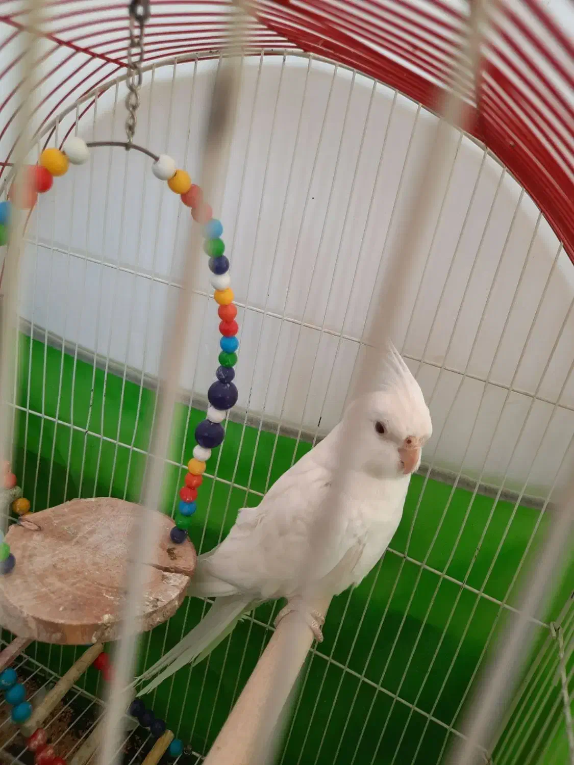 دو عدد طوطی عروس نر بالغ|پرنده|تاکستان, |دیوار