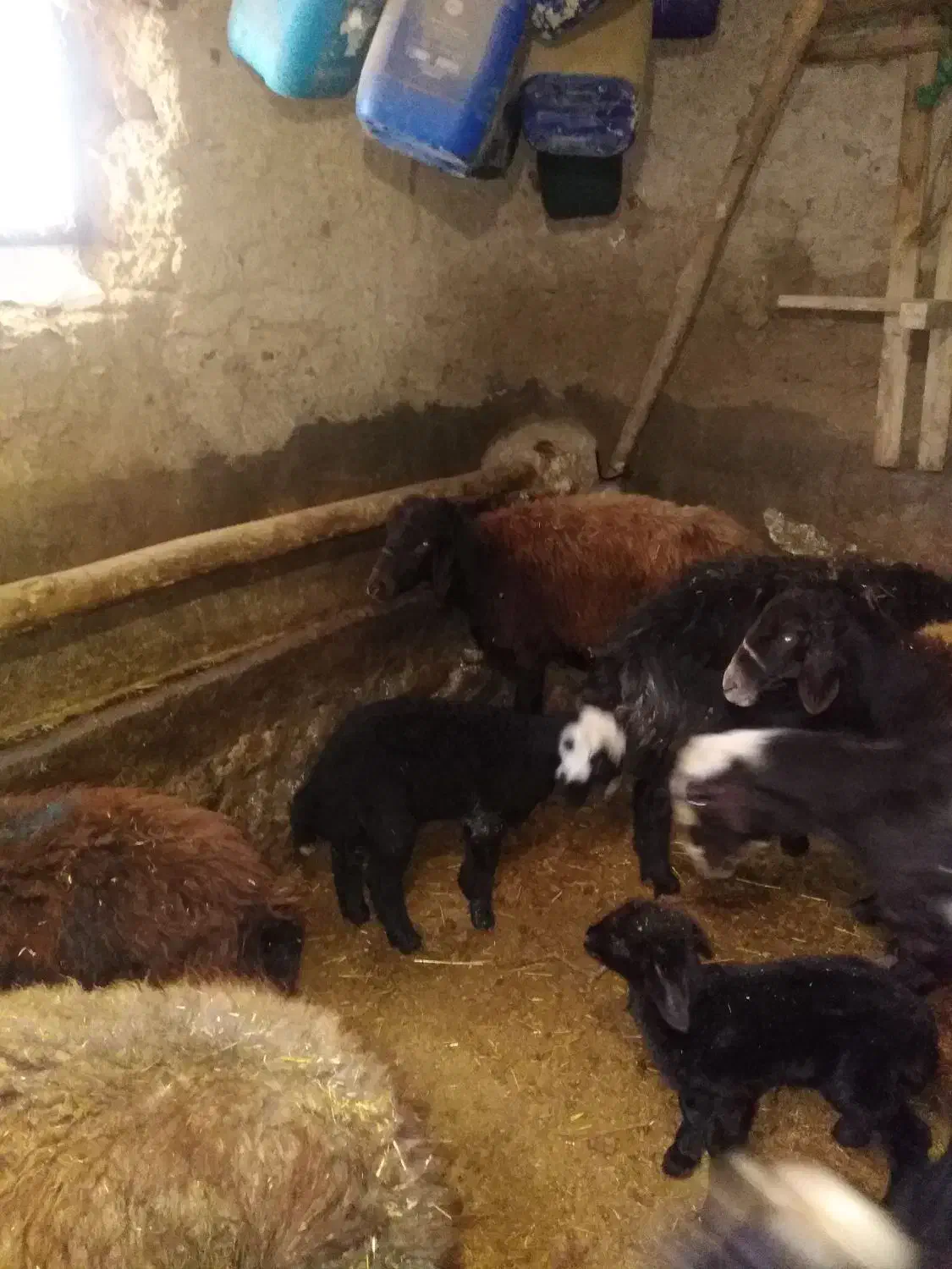 میش فروشی|حیوانات مزرعه|فیروزکوه, |دیوار