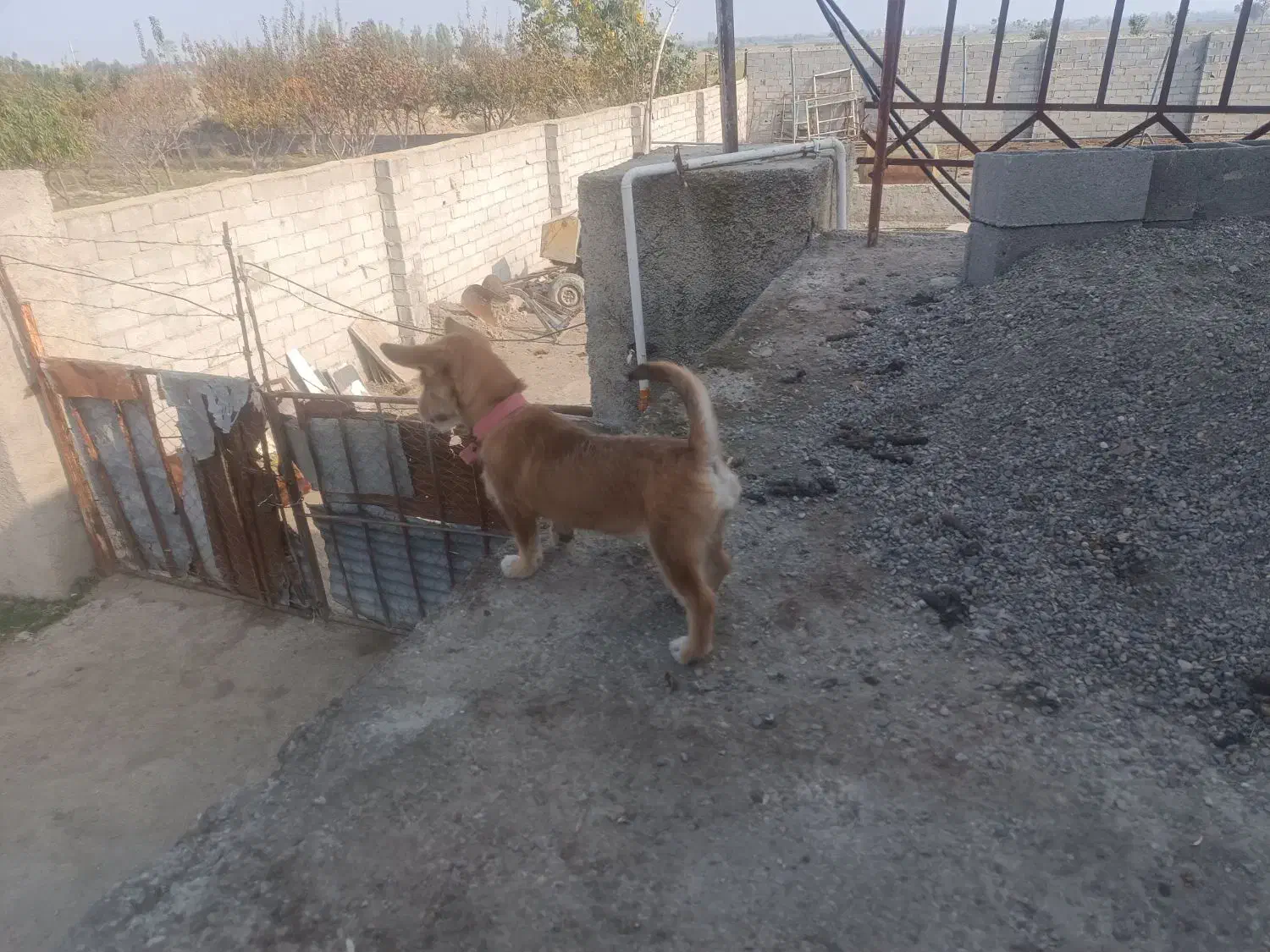 سگ پاکوتاه|سگ|گرگان, |دیوار