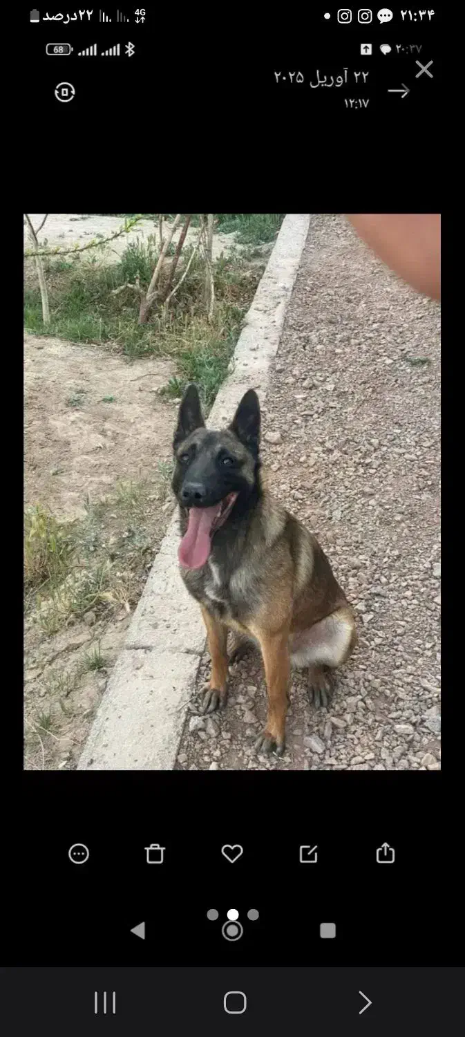 سگ مالینیوز|سگ|جیرفت, |دیوار