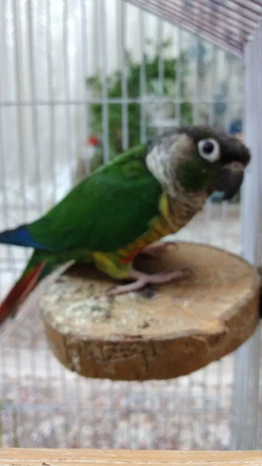 گیرینچیک ماده سخنگو|پرنده|لنگرود, |دیوار