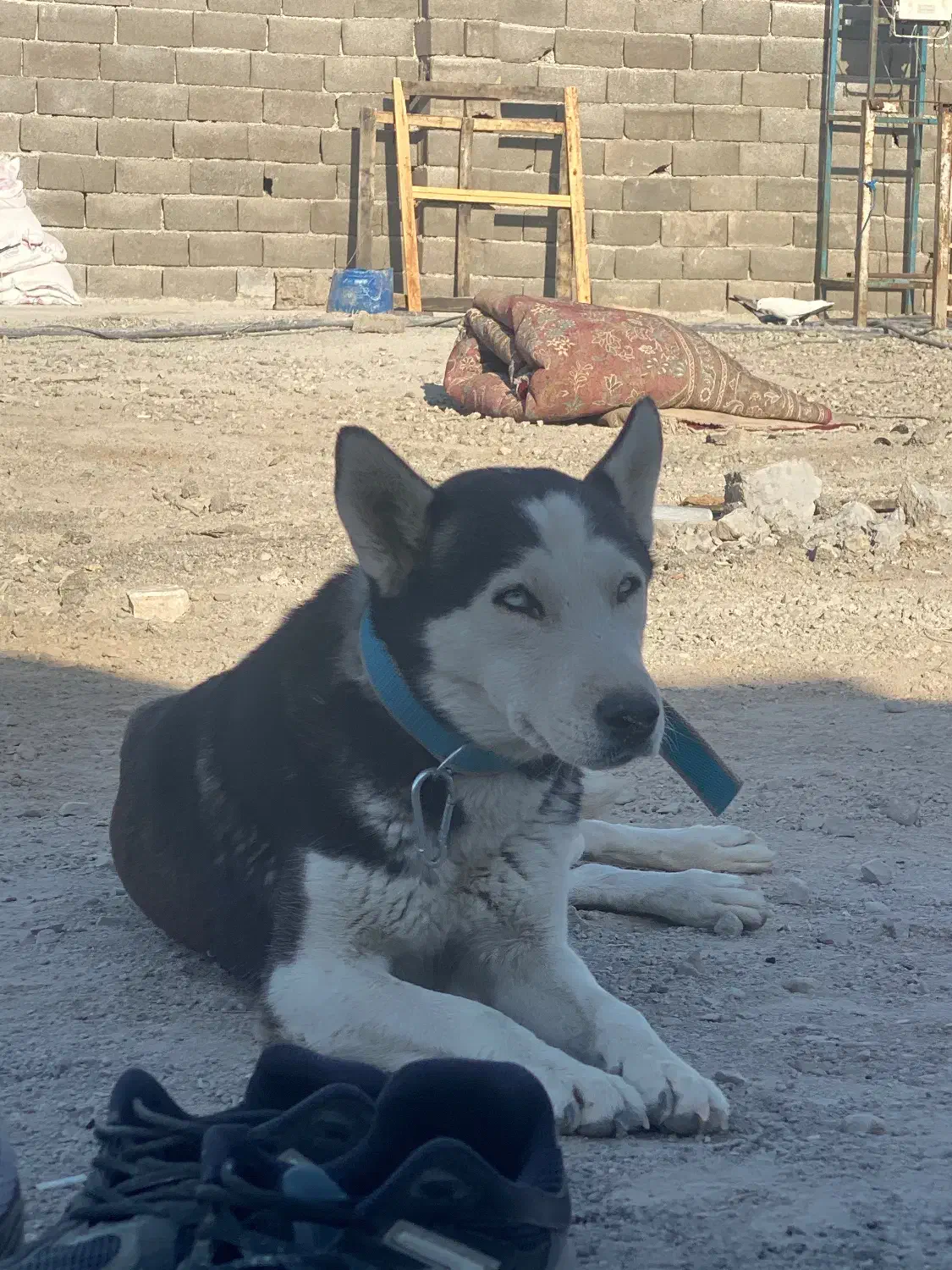 سگ هاسکی|سگ|ورامین, ورامین|دیوار