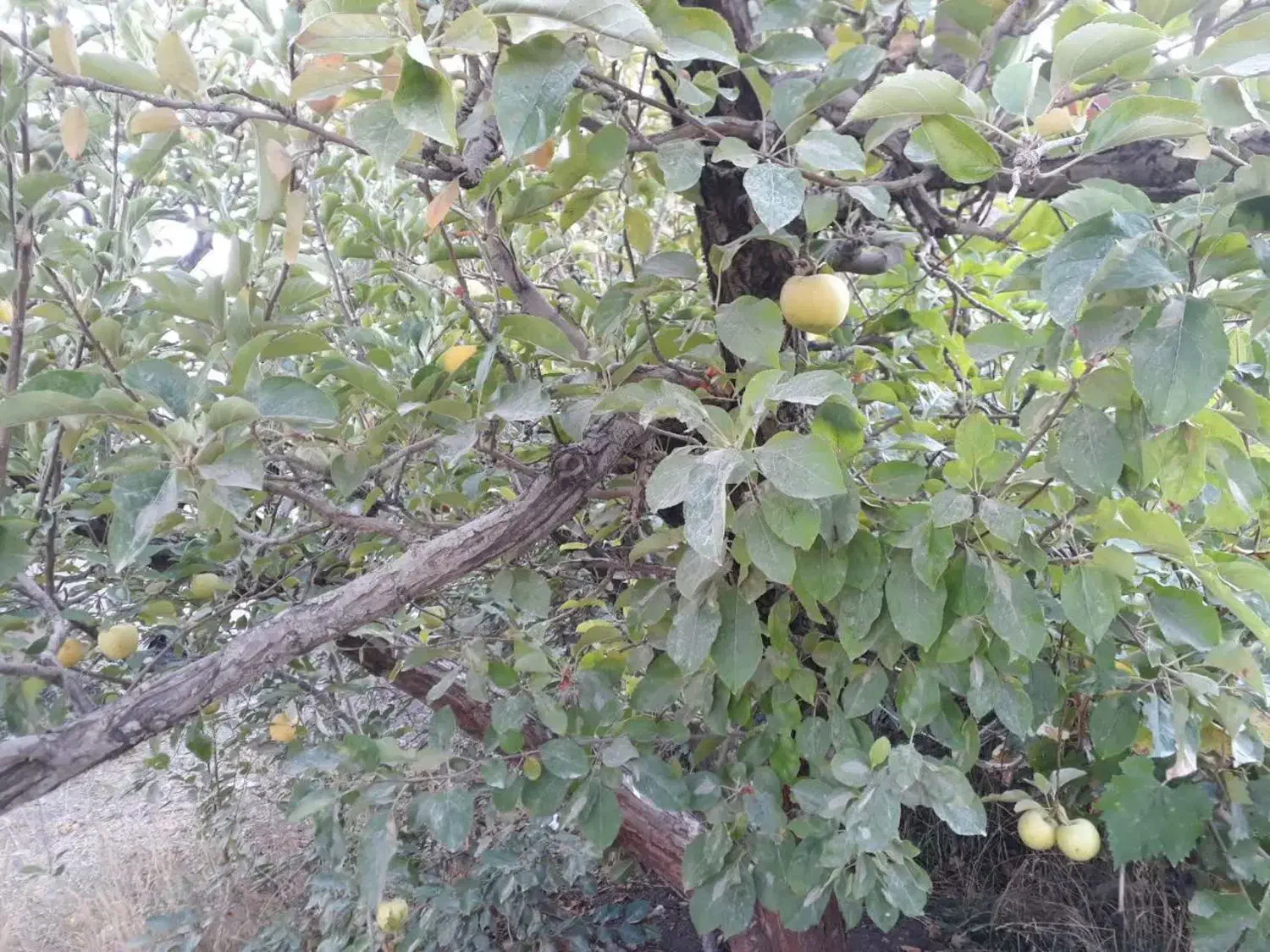 باغچه ۳۰۰ متری در روستای زان آبسرد|فروش زمین و ملک کلنگی|دماوند, دماوند|دیوار