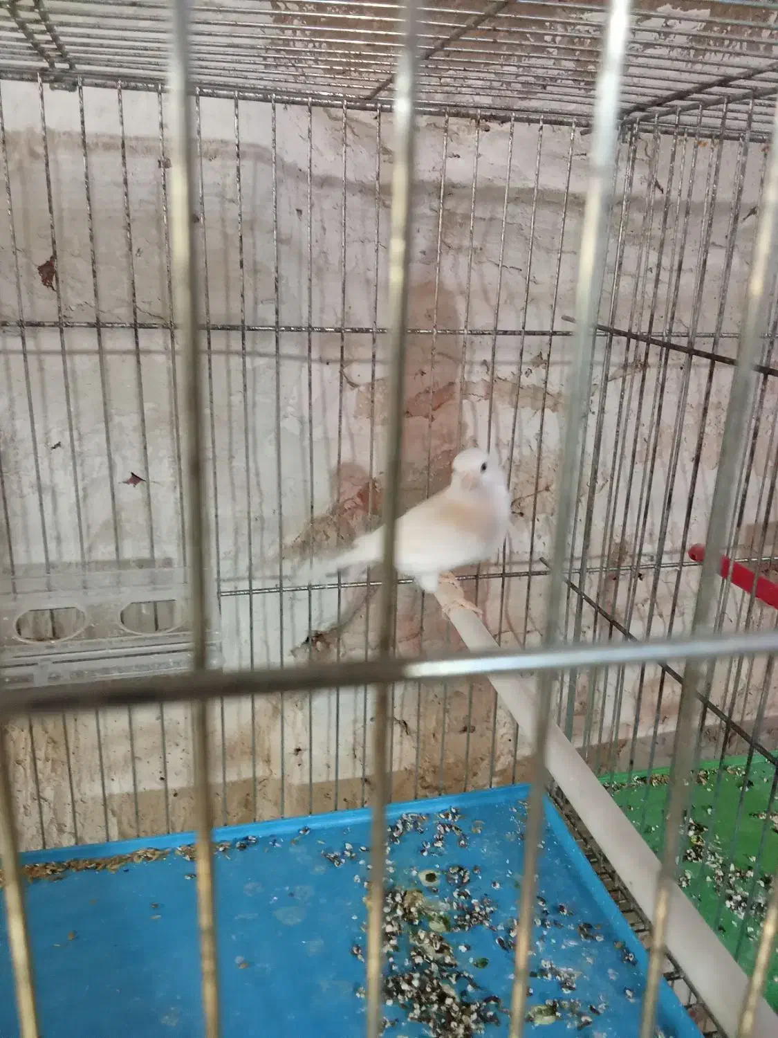 فروش قناری|پرنده|عجب شیر, |دیوار