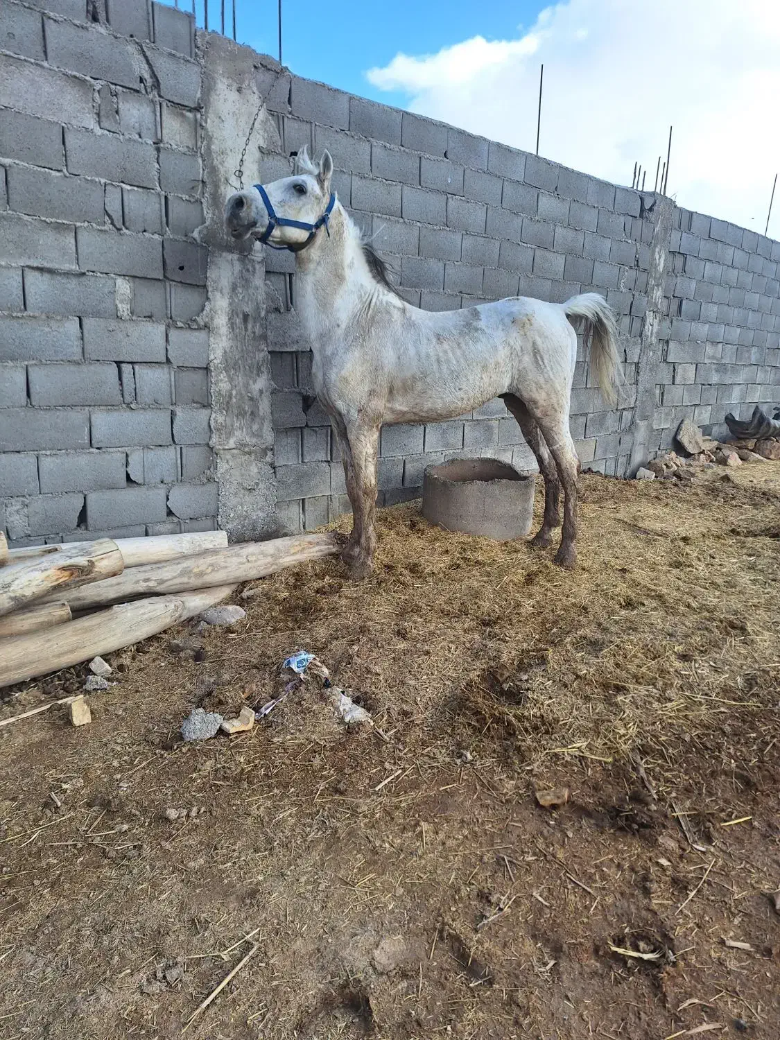 نریون کرد|اسب و تجهیزات اسب‌سواری|اصفهان, سروستان|دیوار