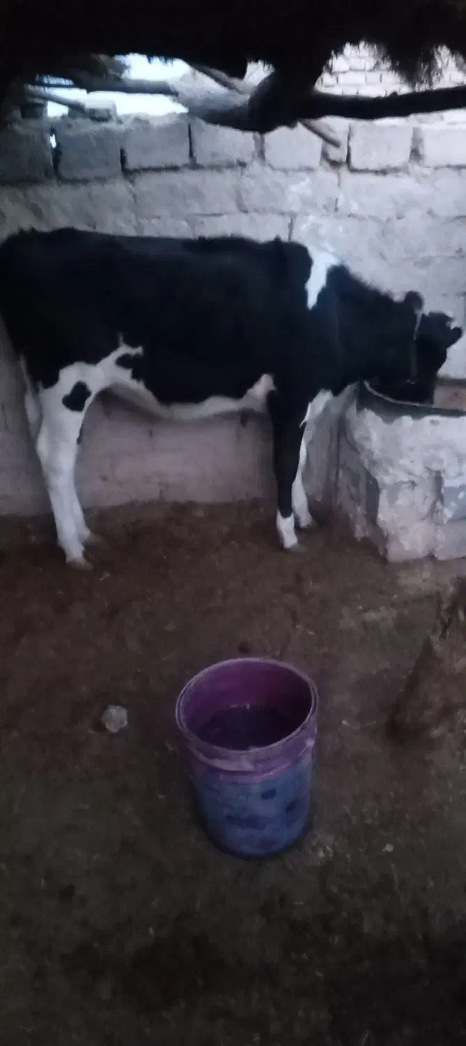 س گوساله نژاد فروشی است|حیوانات مزرعه|جزنیک, |دیوار