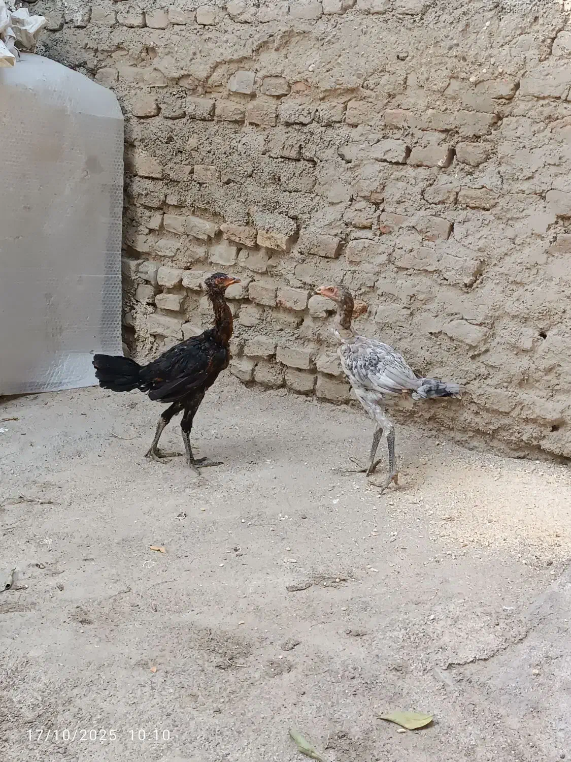 لاری|حیوانات مزرعه|گنبد کاووس, |دیوار