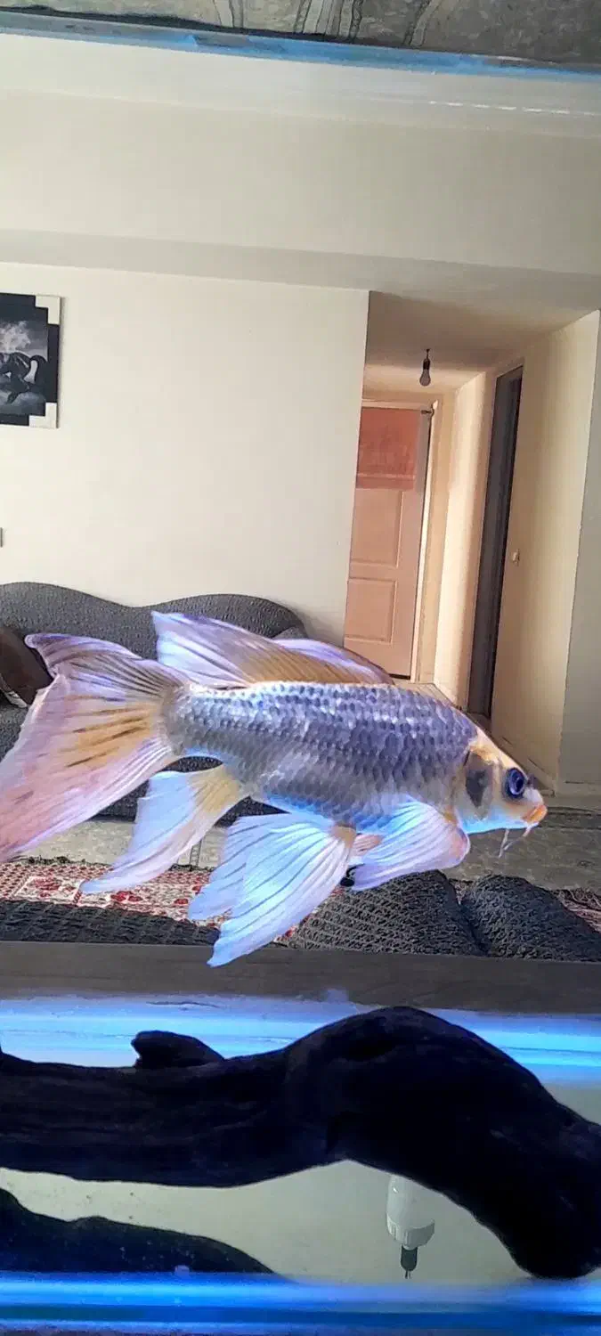 اکواریوم با ماهی و تجهیزات کامل|ماهی|پاکدشت, شهرک امام رضا|دیوار