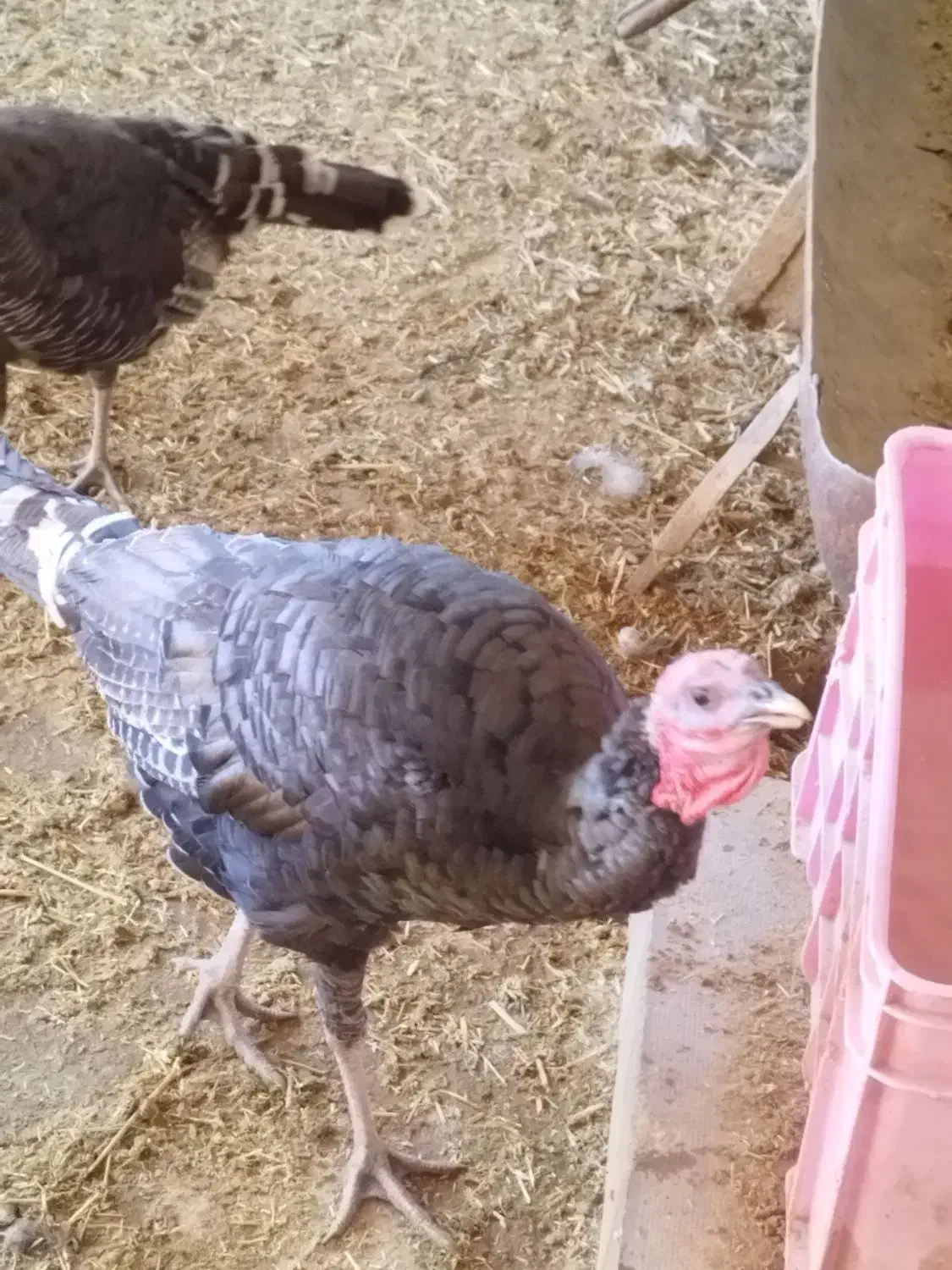 بقلمون نر برنز|پرنده|جعفرآباد, |دیوار