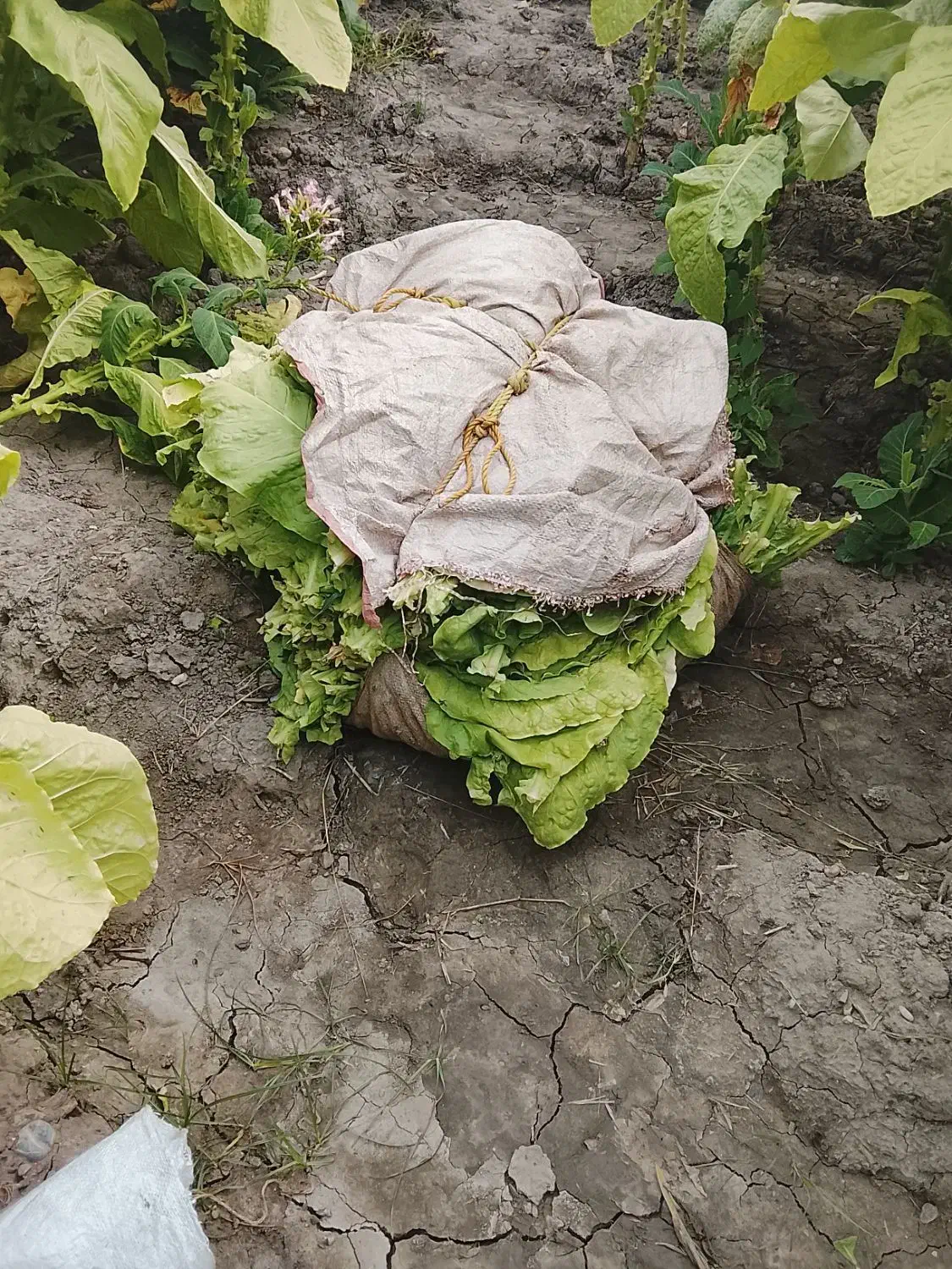 کارگر برا پرتغال چینی|خدمات باغبانی و درختکاری|ارطه, |دیوار