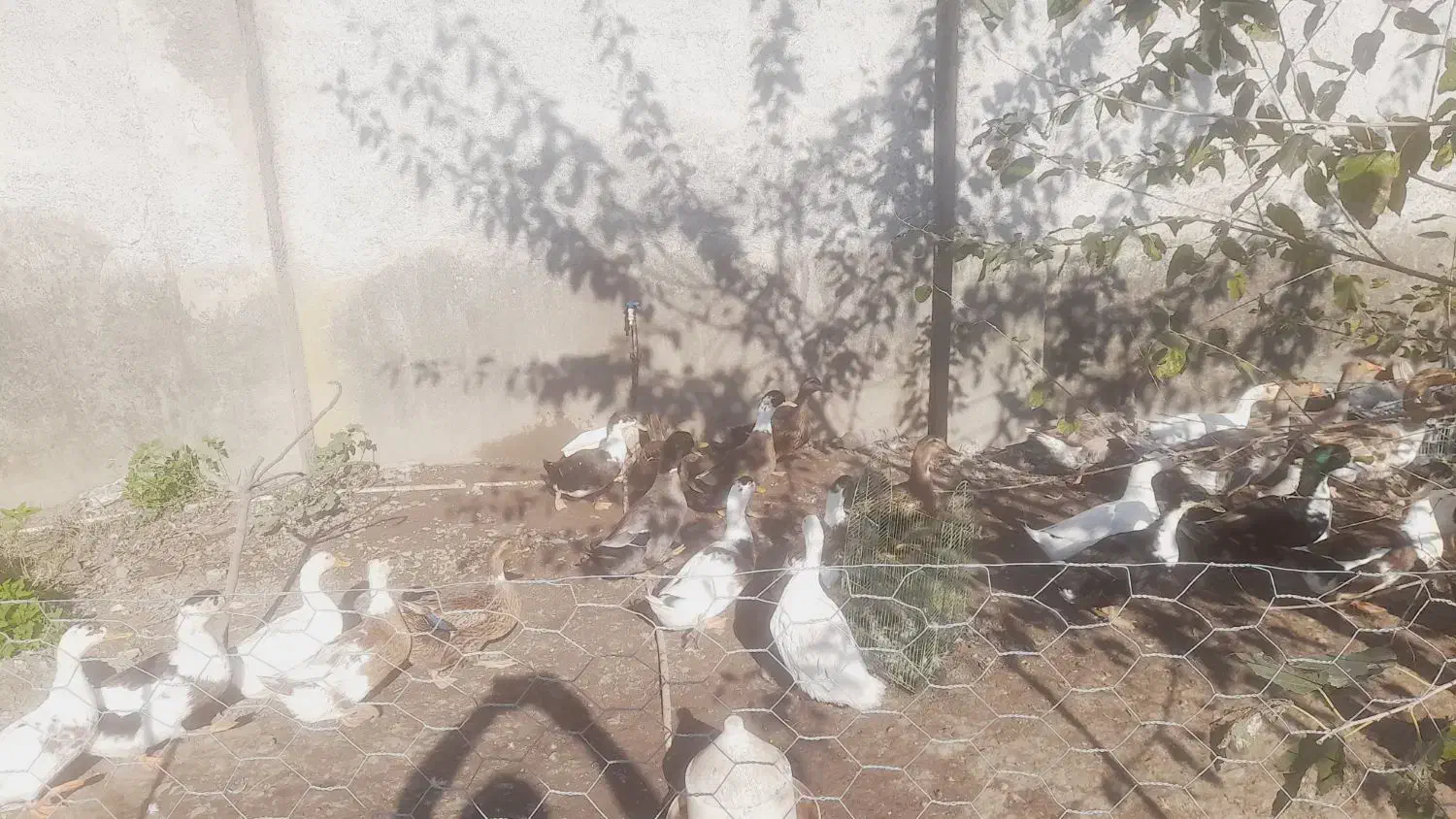 سلام حدود۴۰ عدد اردک نر ماده همه تخم کن|حیوانات مزرعه|رشت, یخسازی|دیوار