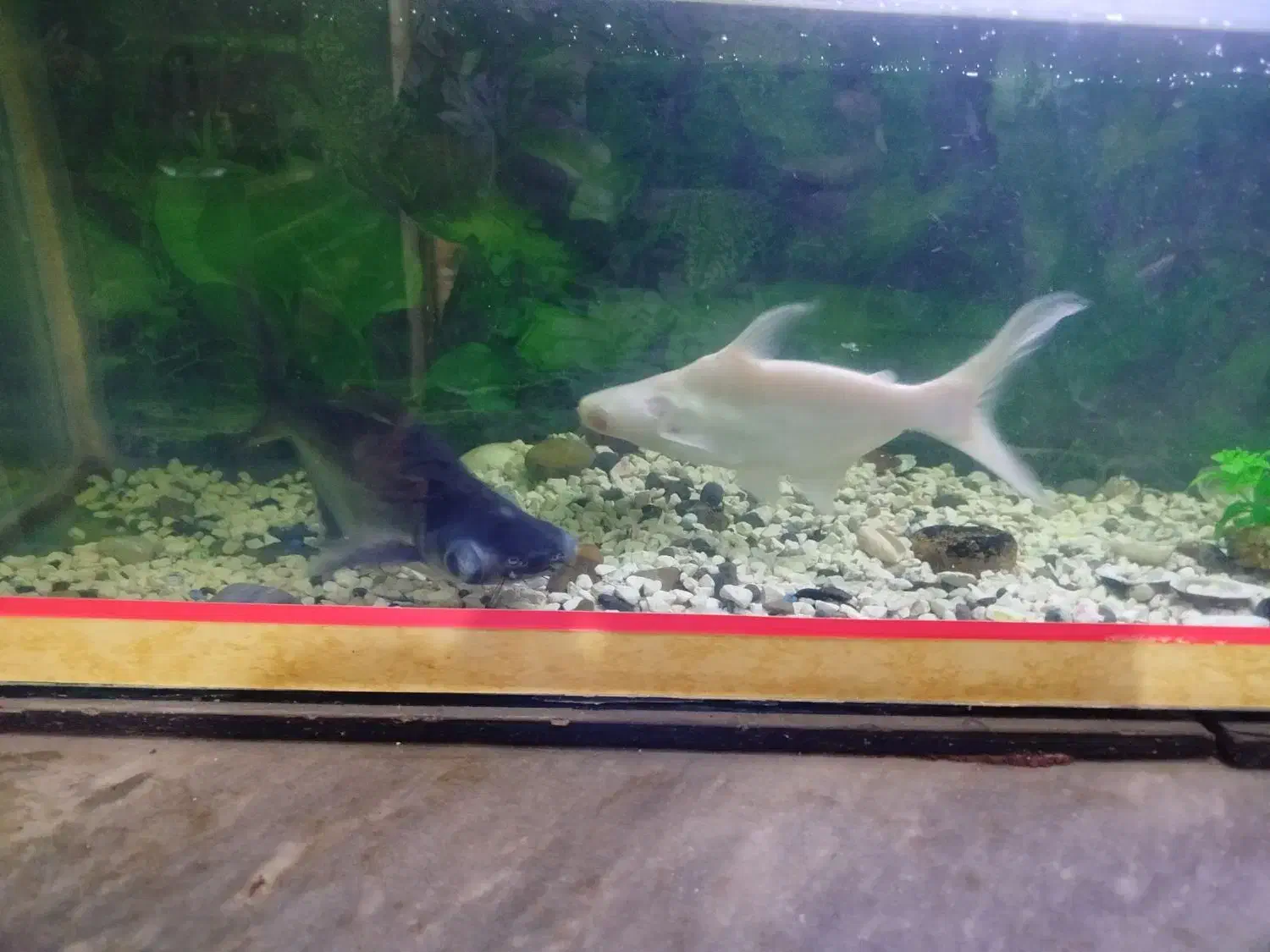 ماهی پنگوسی|ماهی|زابل, |دیوار