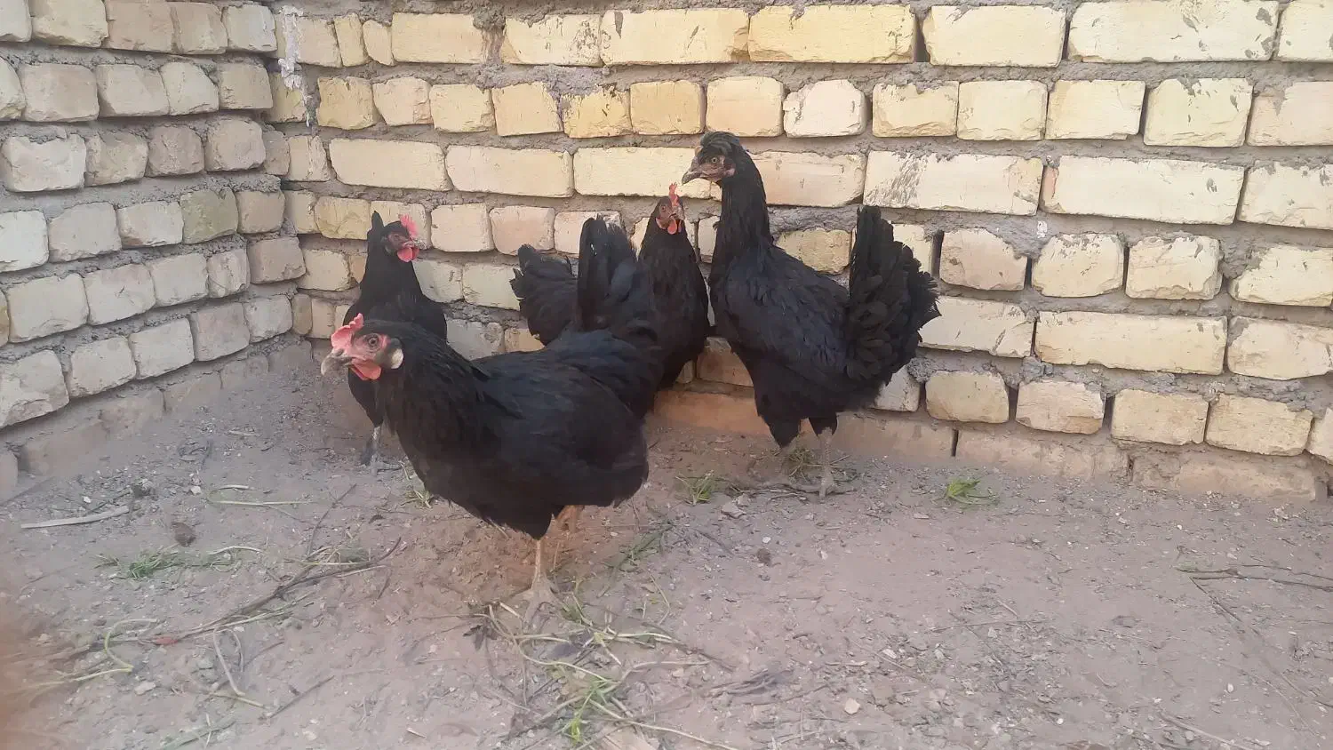 بوقلمون ومرغ وخروس|حیوانات مزرعه|کاشان, خلیج فارس|دیوار