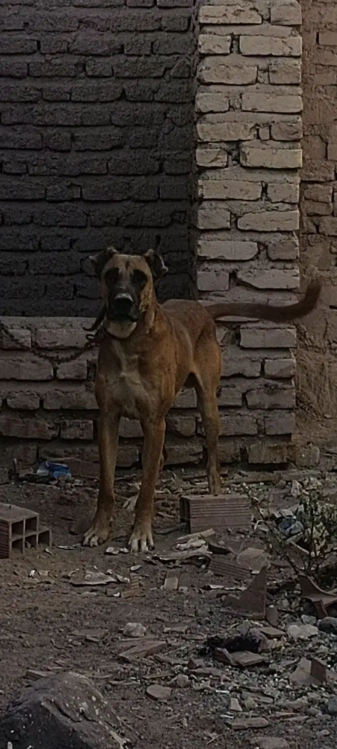 سگ افغان نر|سگ|کرمان, |دیوار