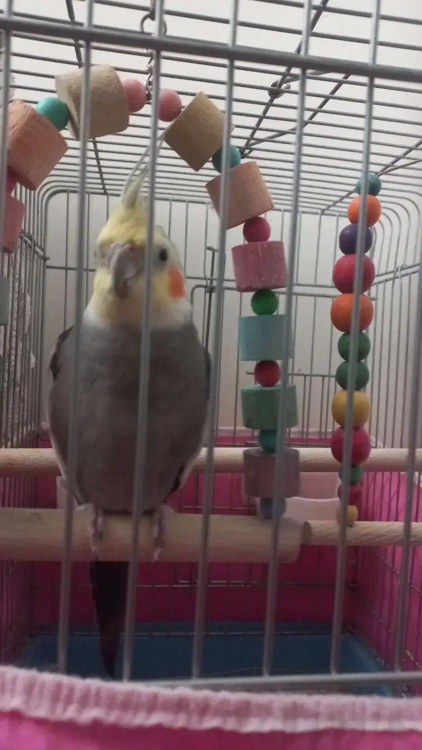 عروس هلندی|پرنده|کرج, برغان|دیوار