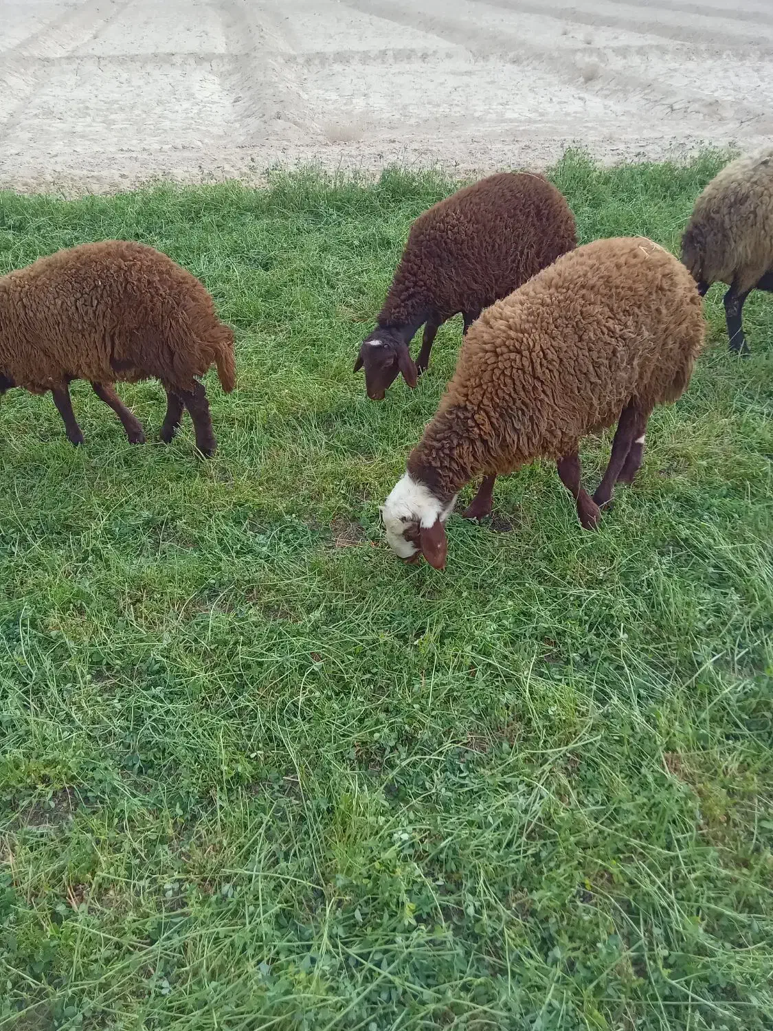 سه راس بره نر و دو راس ماده و یک چپش|حیوانات مزرعه|اصفهان, قهاب جنوبی|دیوار