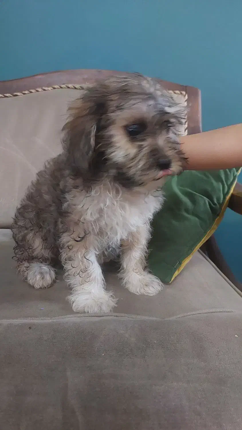 سگ پودل|سگ|اراک, |دیوار