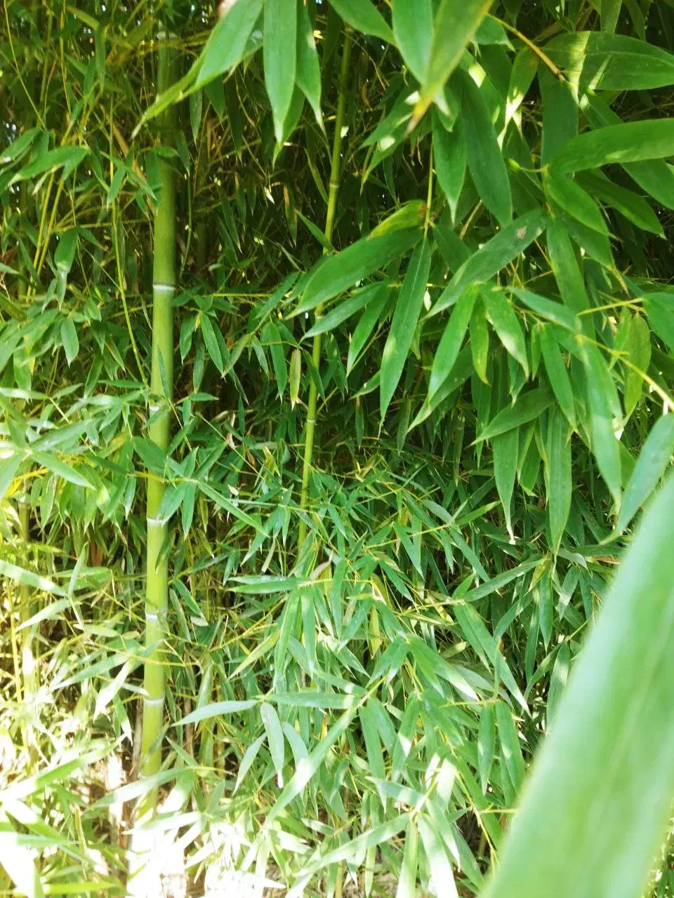 فروش بامبو|گل و گیاه طبیعی|شلمان, |دیوار