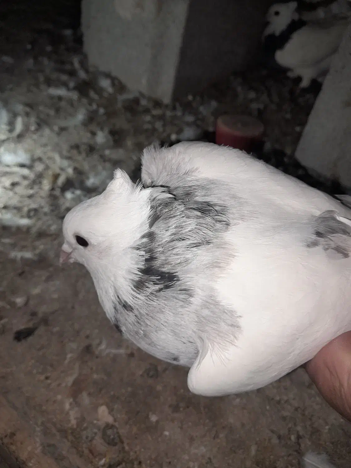 کبوتر|پرنده|سرپل ذهاب, |دیوار