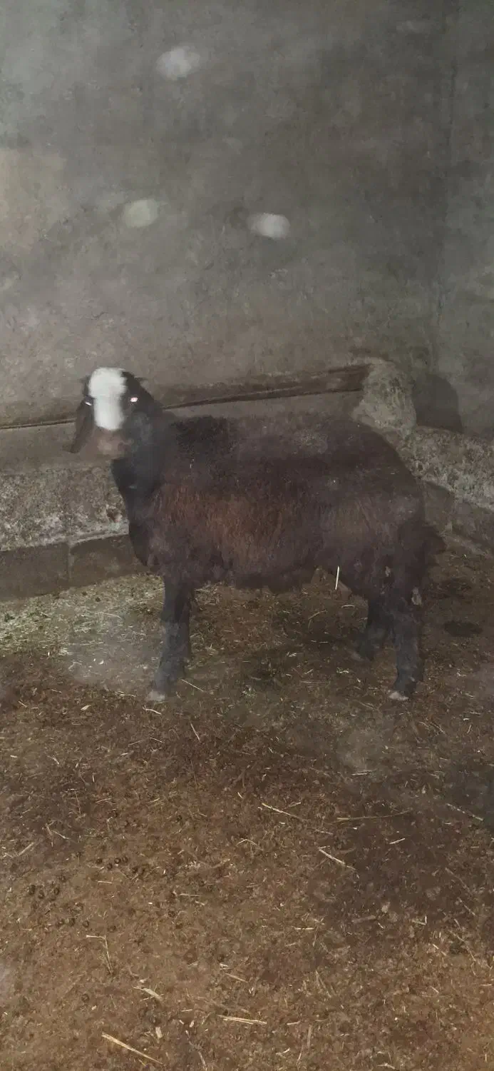 بره نر افشار|حیوانات مزرعه|خنداب, |دیوار