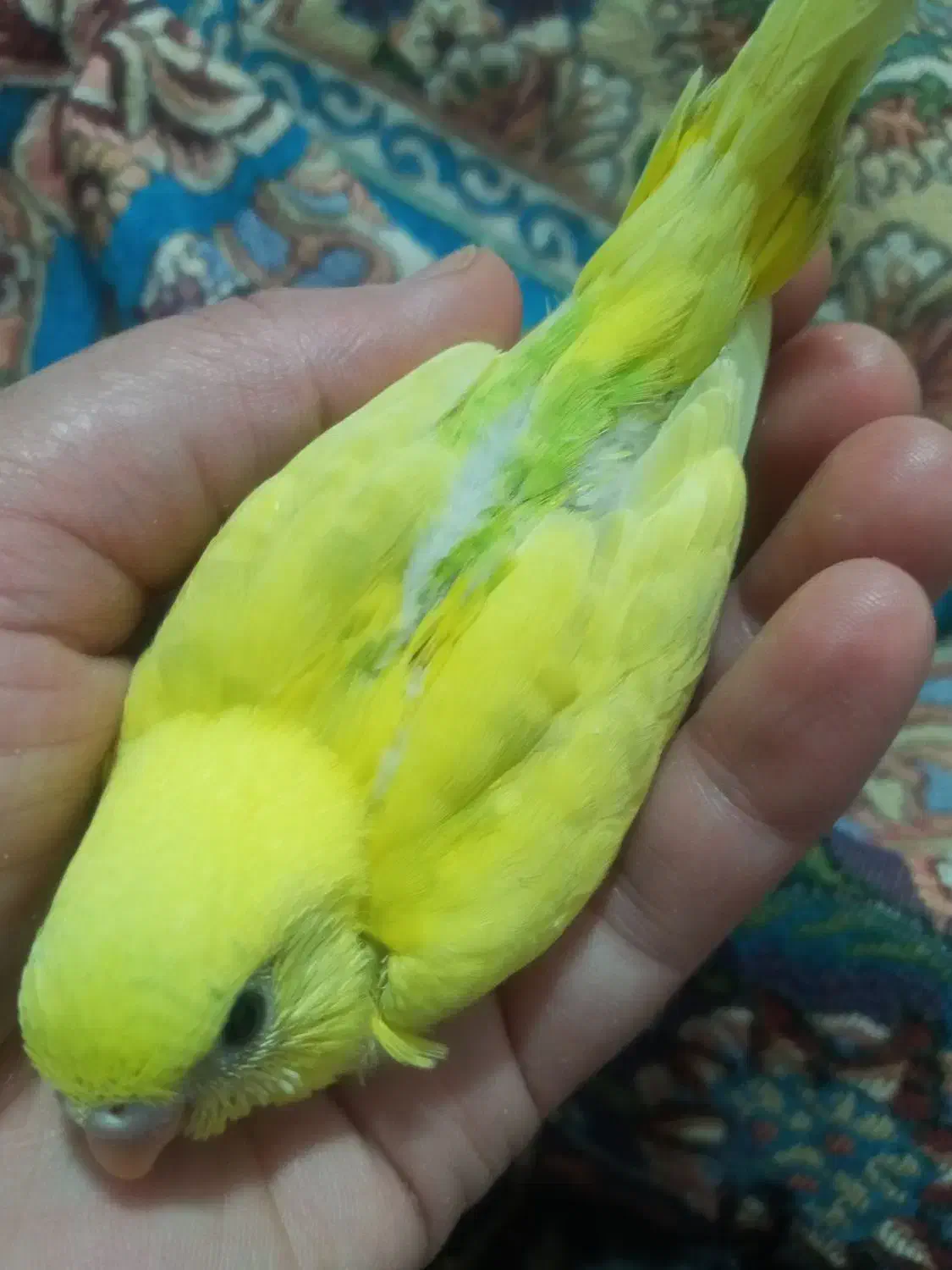 مرغ عشق جفت|پرنده|قدس, شهرقدس|دیوار