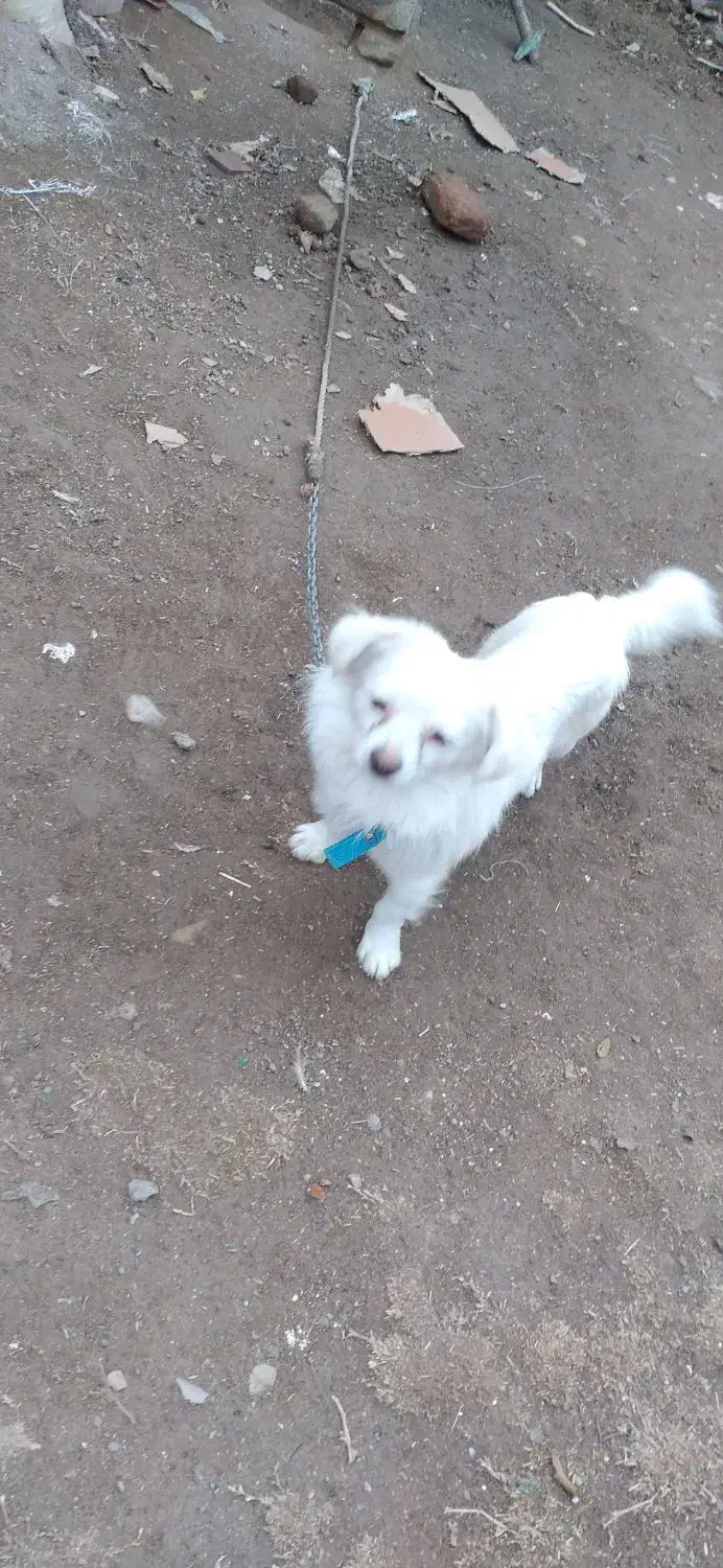 پاکوتاخانگی|سگ|مراغه, |دیوار