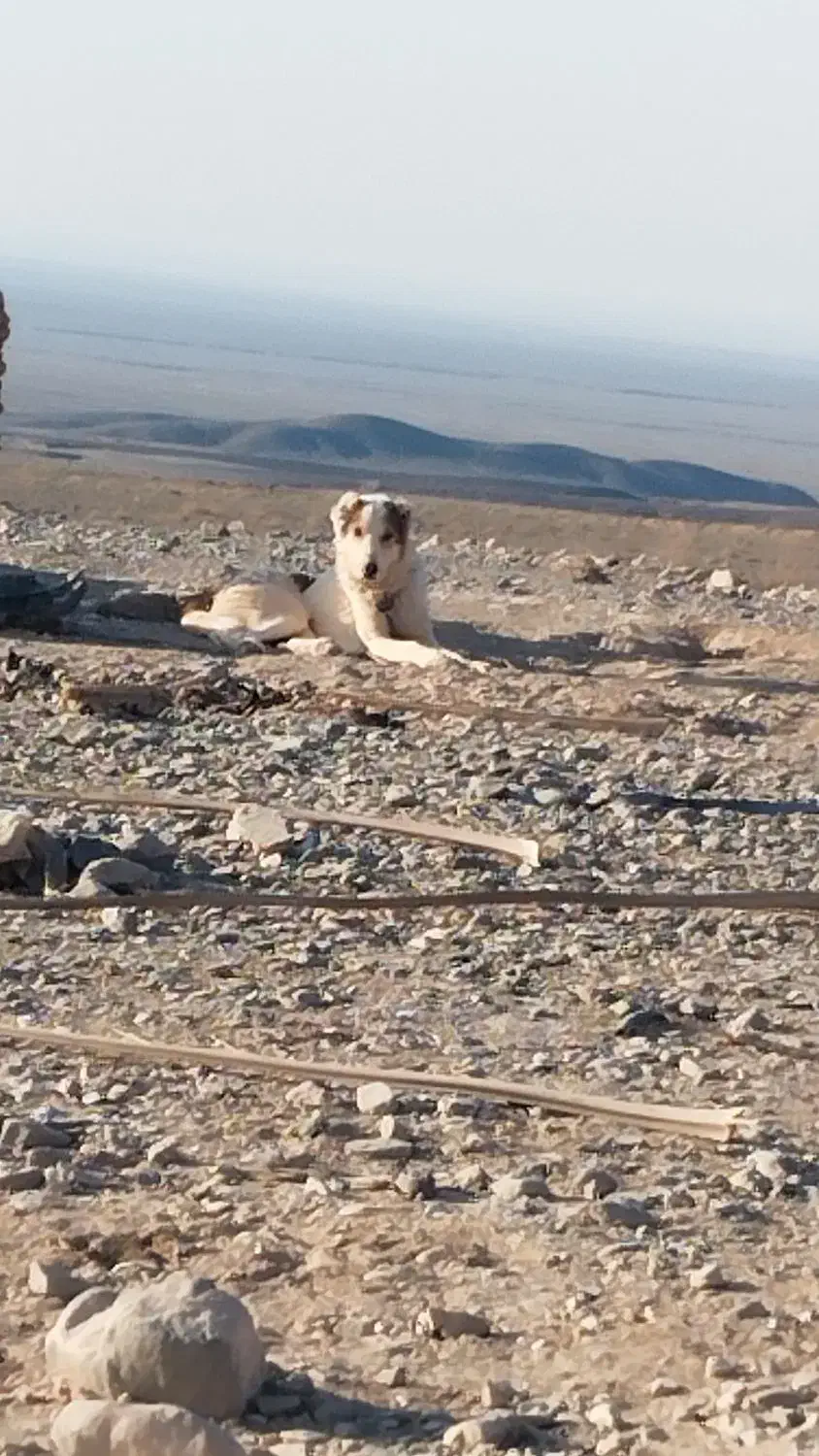 سگ دو سال|سگ|طبس, |دیوار