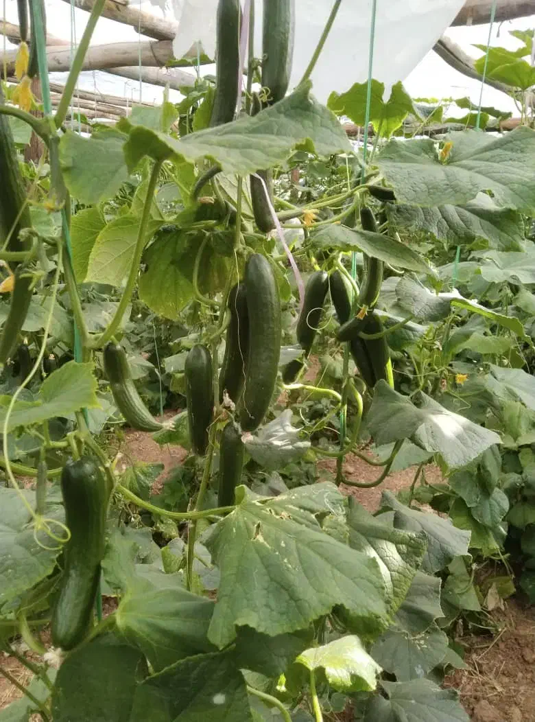 باغبانی محلول حذف هرز پیوند تقویتی ضد افت|خدمات باغبانی و درختکاری|زابل, |دیوار