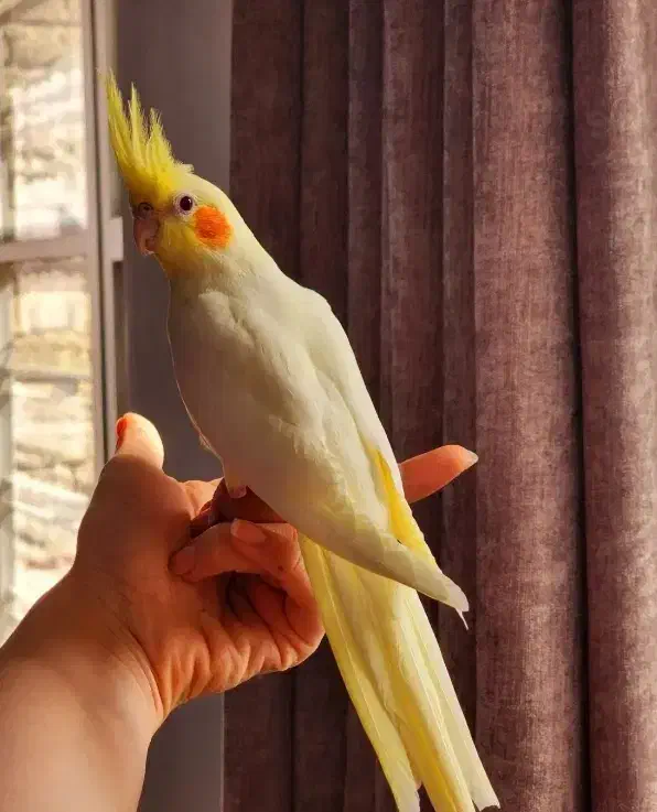 طوطی عروس هلندی لوتینو نر سخنگو نیمه دستی|پرنده|دزفول, |دیوار