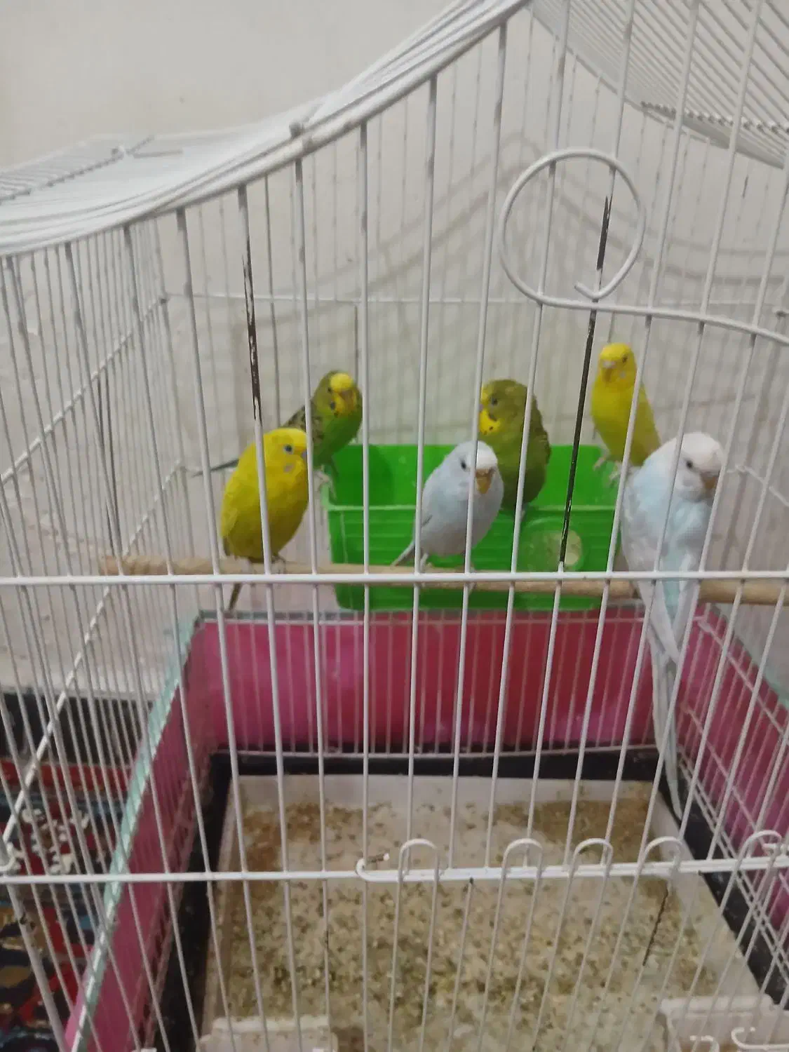 مرغ عشق|پرنده|اندیمشک, |دیوار