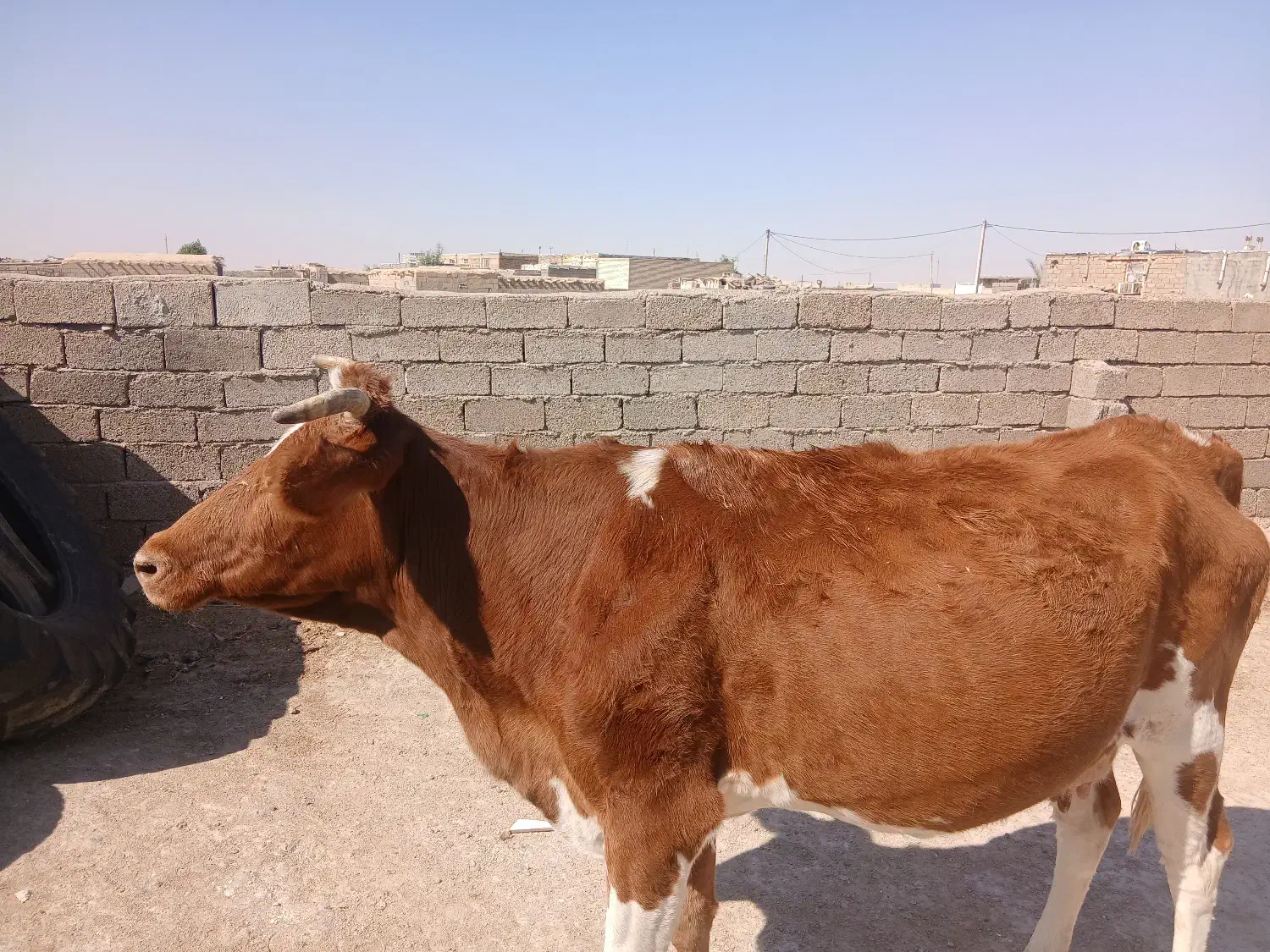 دهلران|حیوانات مزرعه|دهلران, |دیوار