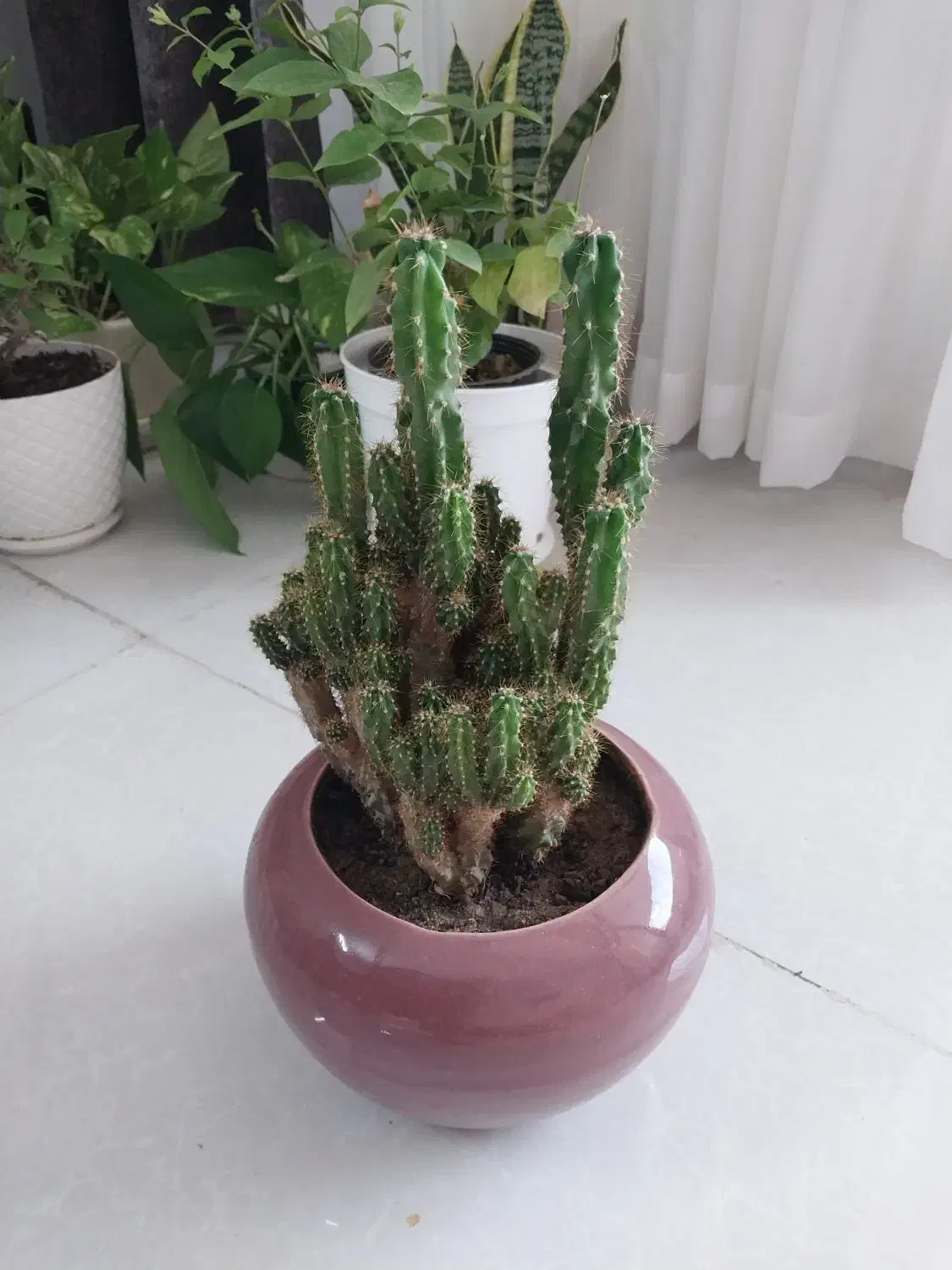 فروش حراجی|حراج|خمینی‌شهر, |دیوار