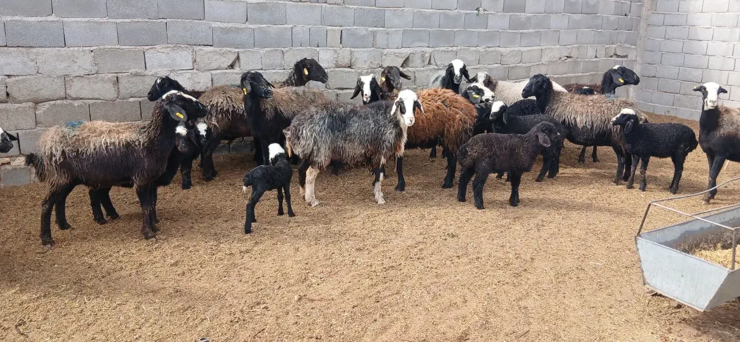 ۱۱عدد میش و بره شال|حیوانات مزرعه|مهریز, |دیوار