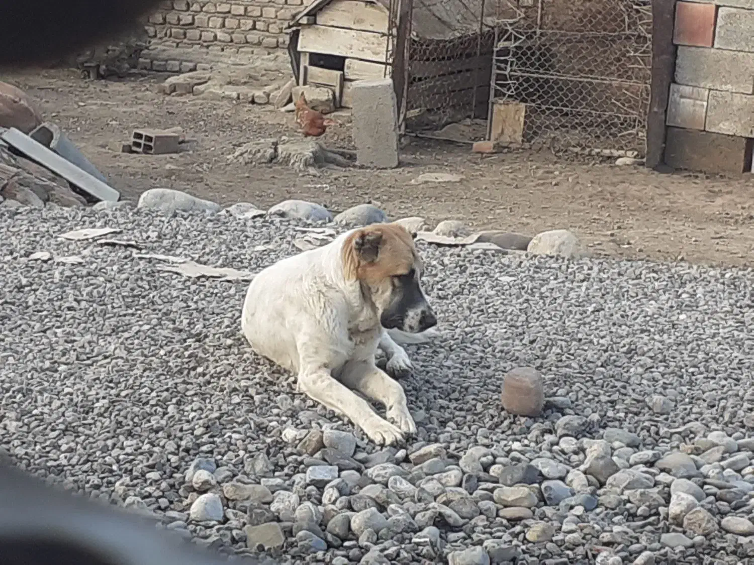 سک تر‌کمن|سگ|انبارآلوم, |دیوار