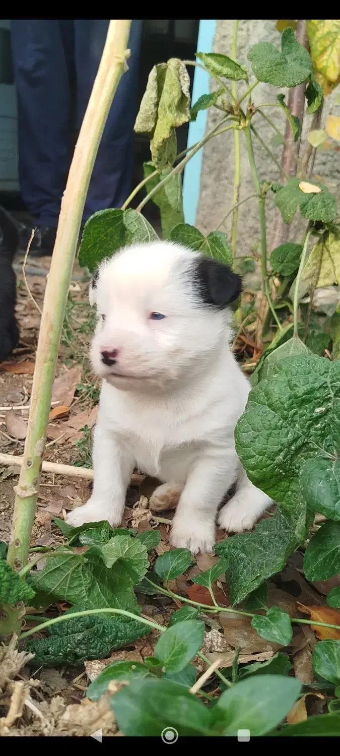 توله بردر کولی|سگ|تهران, سید خندان (جلفا)|دیوار