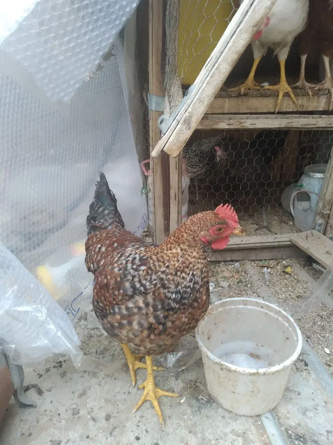 مرغ وخروس گلپایگانی|حیوانات مزرعه|قم, انسجام|دیوار