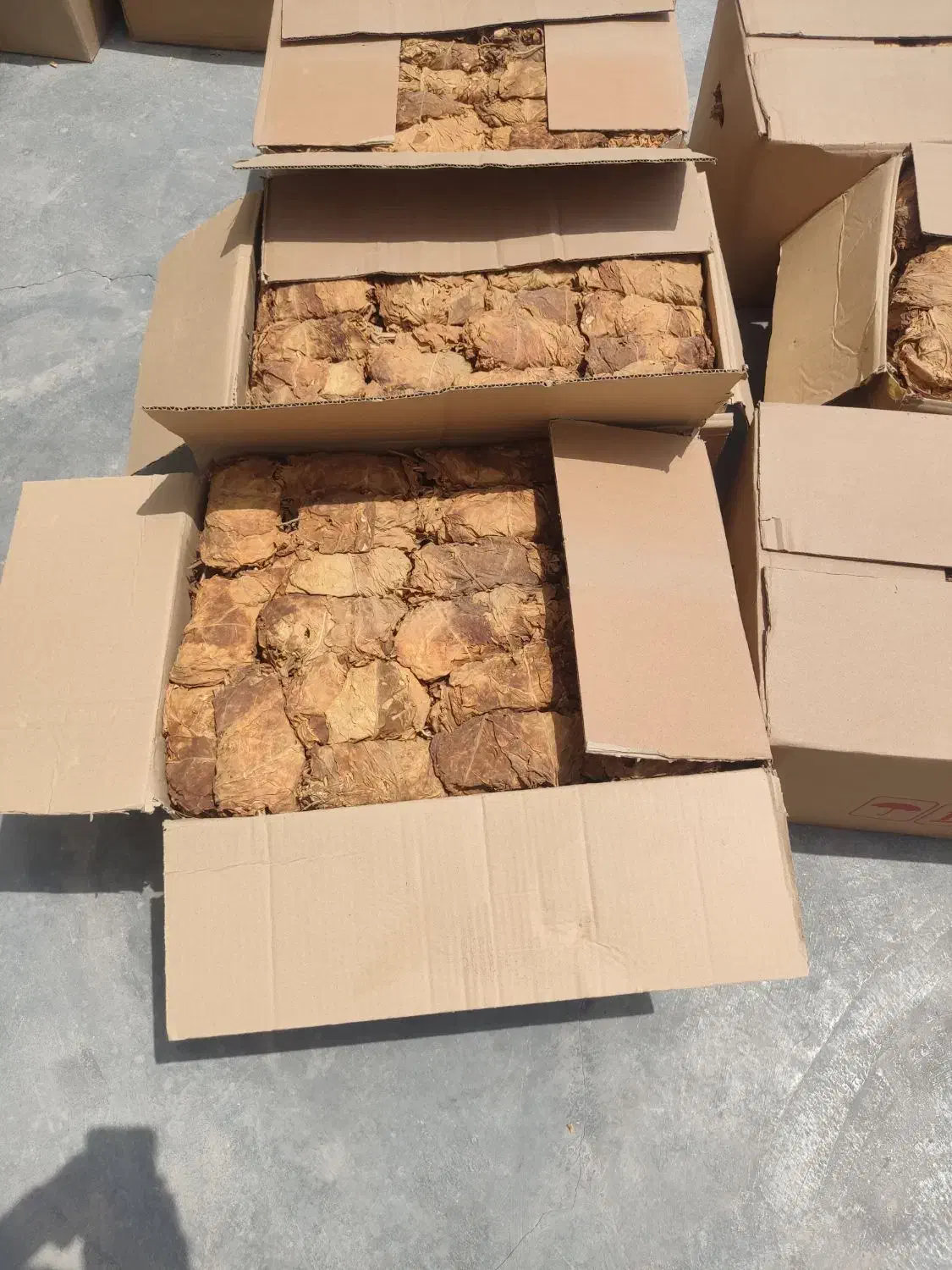 برگ زرد و قرمز|عمده‌فروشی|کاکی, |دیوار