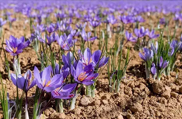 فروش گل زعفران همه روزه سر زمین|گل و گیاه طبیعی|نصر آباد, |دیوار