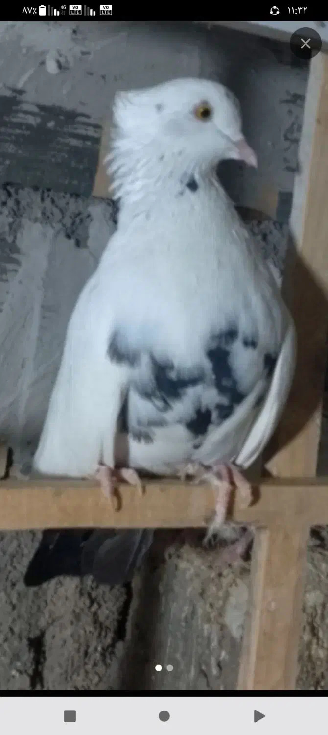 کبوتر گمشده|حیوانات|سمنان, |دیوار