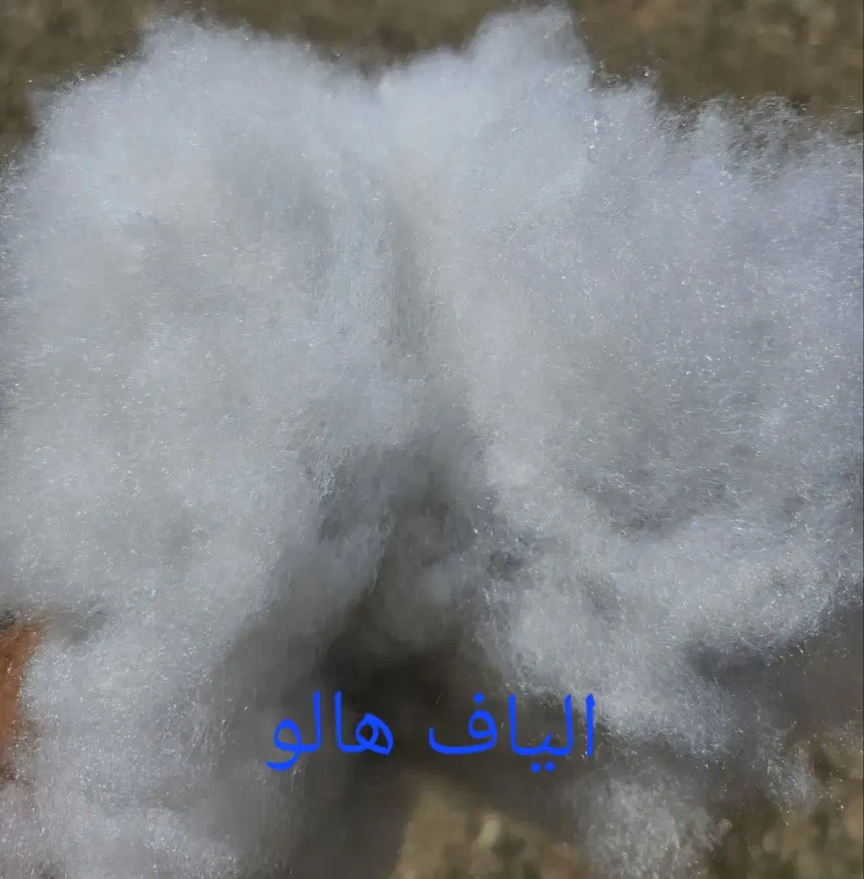 الیاف هالو،سوپر،توپی|رختخواب، بالش، پتو|قم, کوه سفید|دیوار