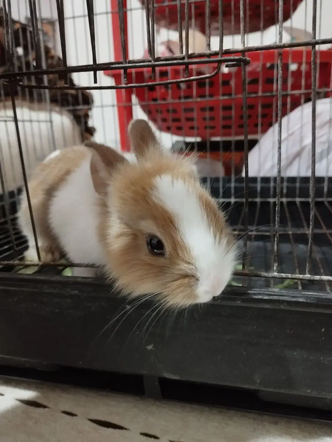 خرگوش|موش و خرگوش|پیشوا, |دیوار