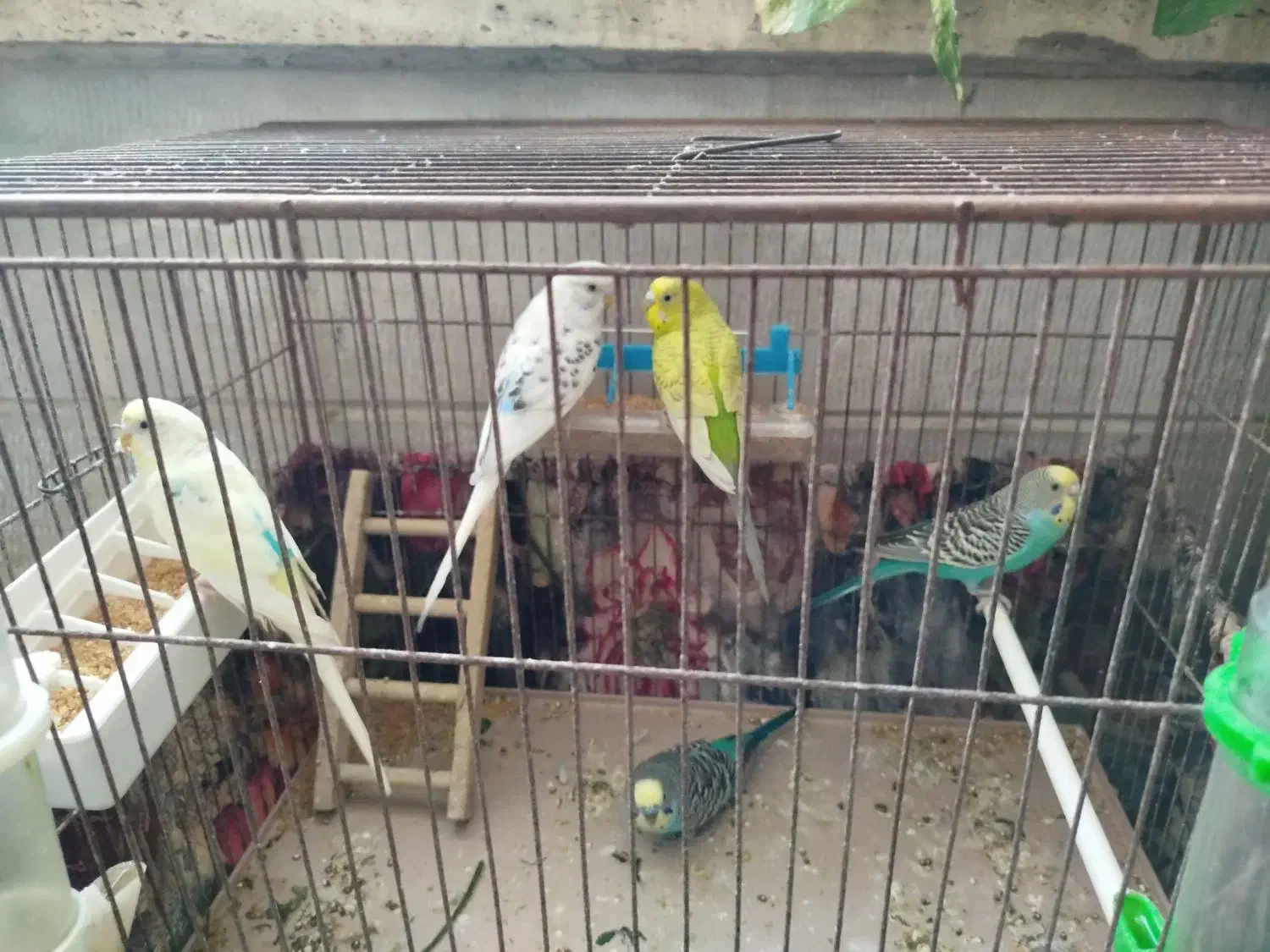پنج عدد مرغ عشق جوان ومولد با قفس جهت فروش|پرنده|کرج, عظیمیه|دیوار